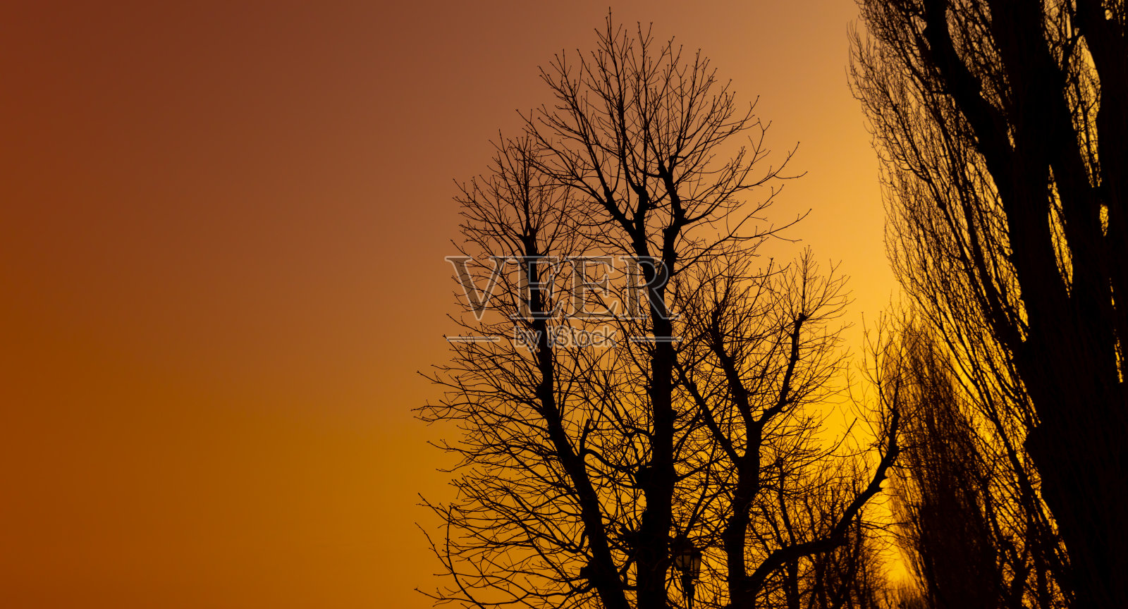 清晨天空下光秃秃的树木的剪影照片摄影图片