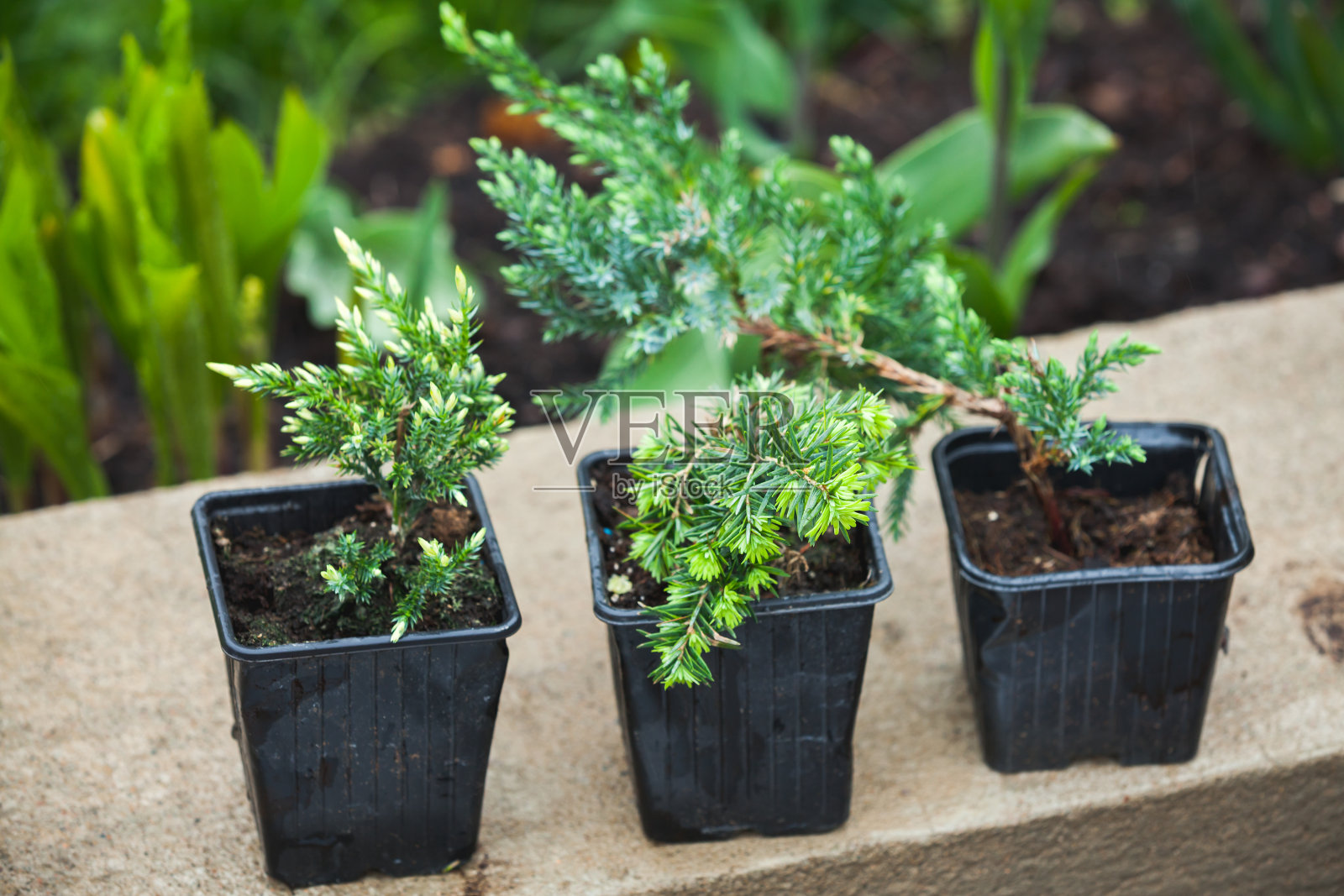 黑花盆里的杜松苗。园艺背景照片照片摄影图片