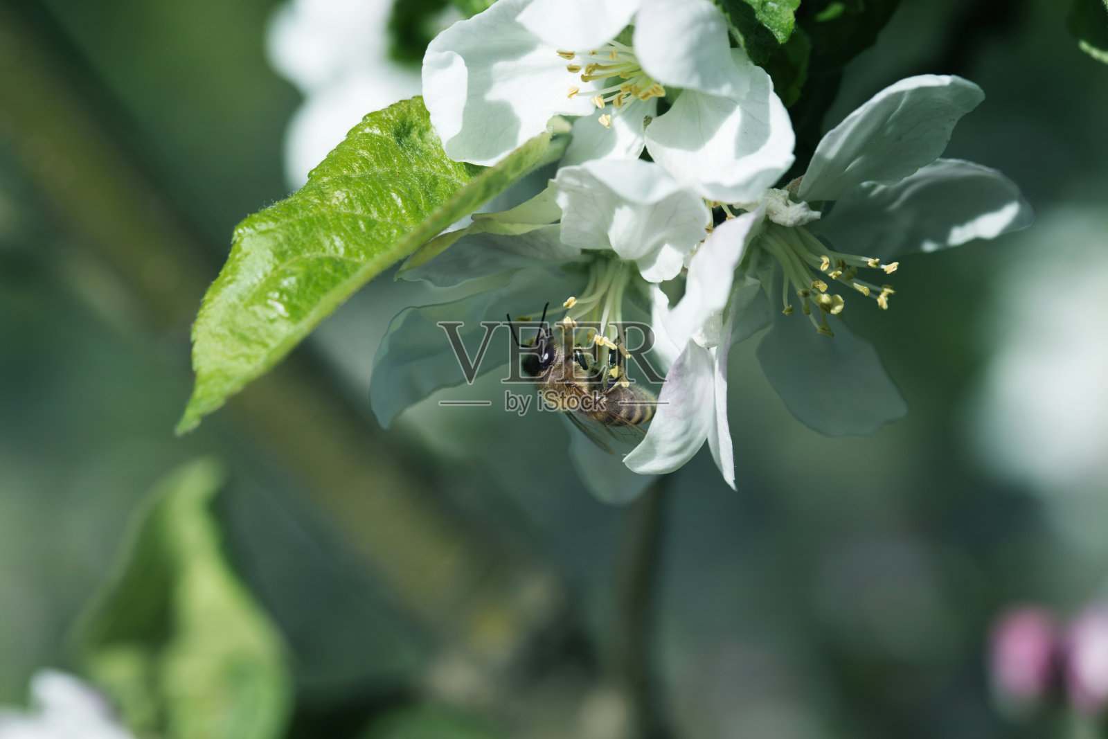 一只蜜蜂在树上的一朵白花上。从苹果花上采花粉的蜜蜂。苹果花上的蜜蜂。蜜蜂在粉红色的花朵上采集花粉照片摄影图片