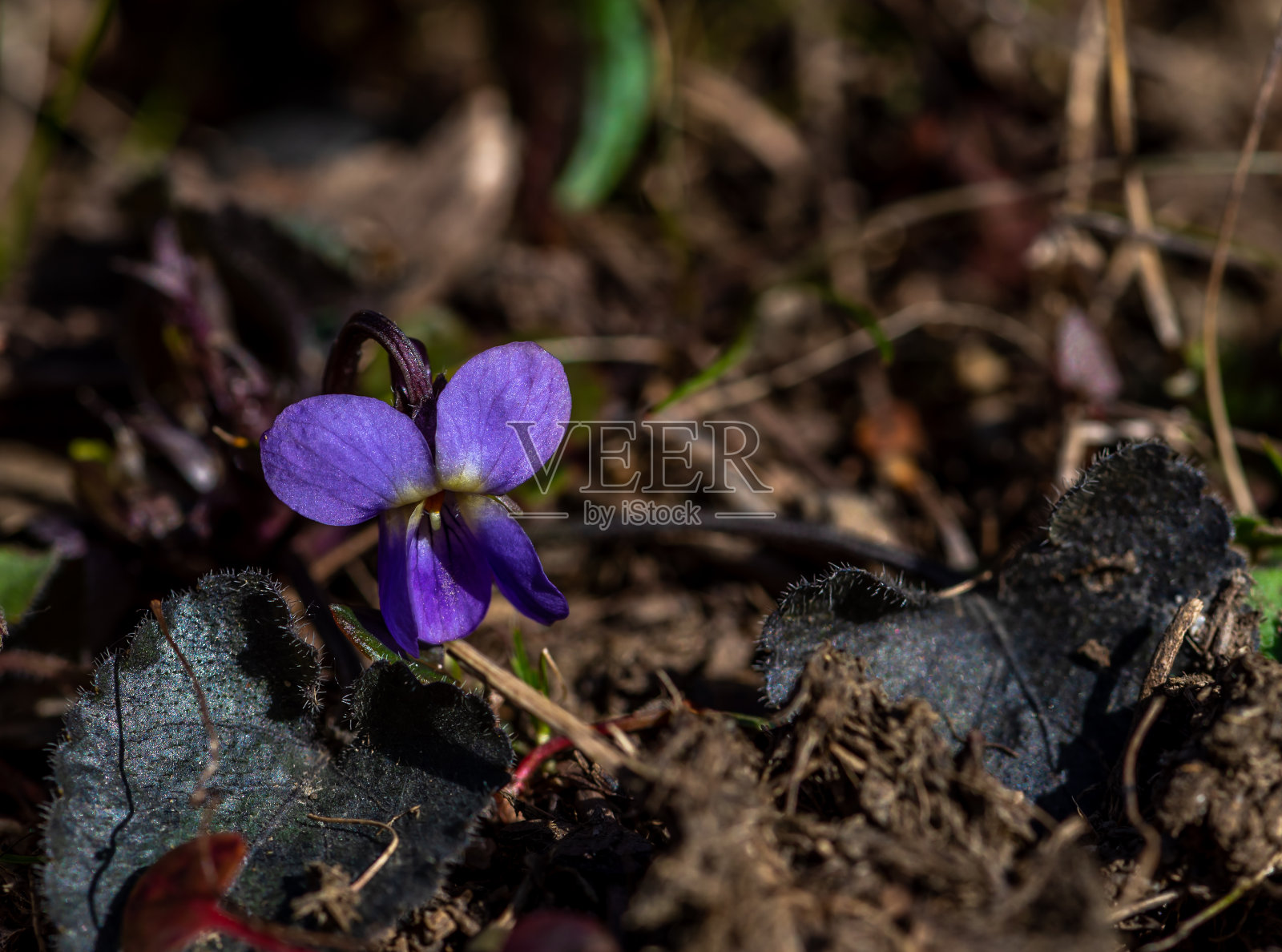 生长春花照片摄影图片