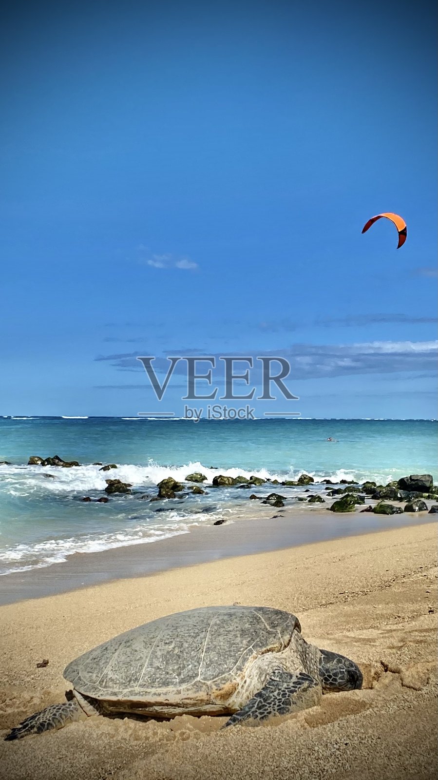 绿海龟在毛伊岛温暖的沙滩上休息照片摄影图片