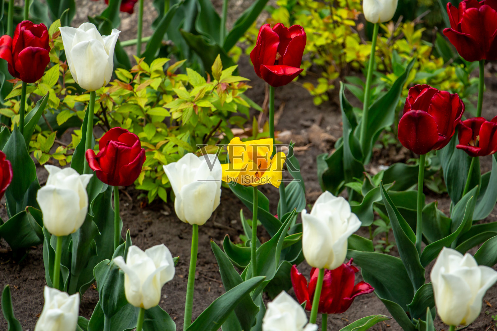 美丽的红、粉、白、黄郁金香在花坛上，姹紫嫣红，传递着春天的使者，春天的心情照片摄影图片