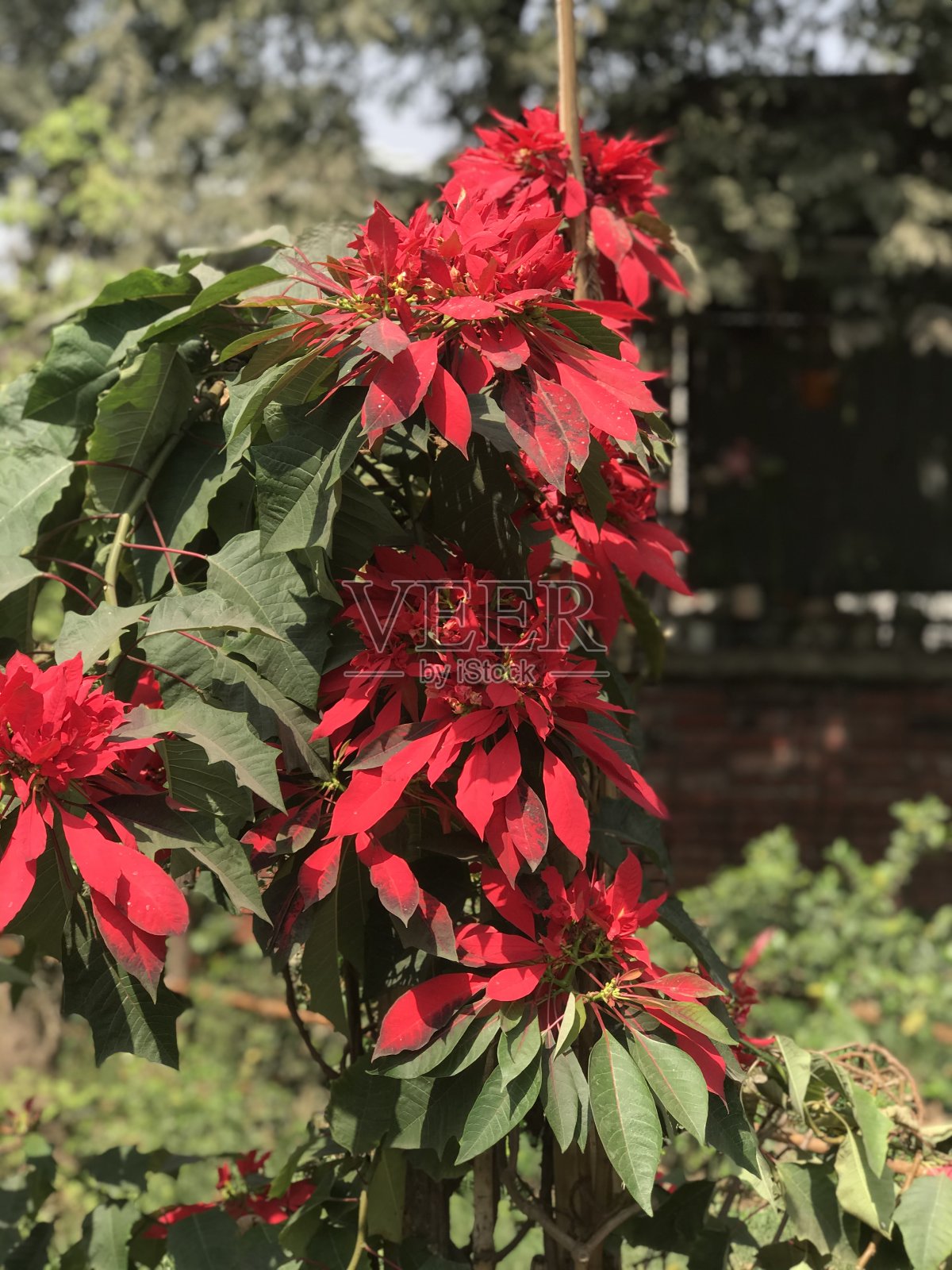 白屈菜或白屈菜或白屈菜照片摄影图片