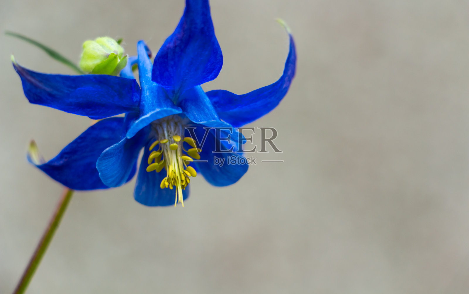 大花钟，美丽的蓝色春花在草地上，花的背景精致的蓝色花，复制空间照片摄影图片