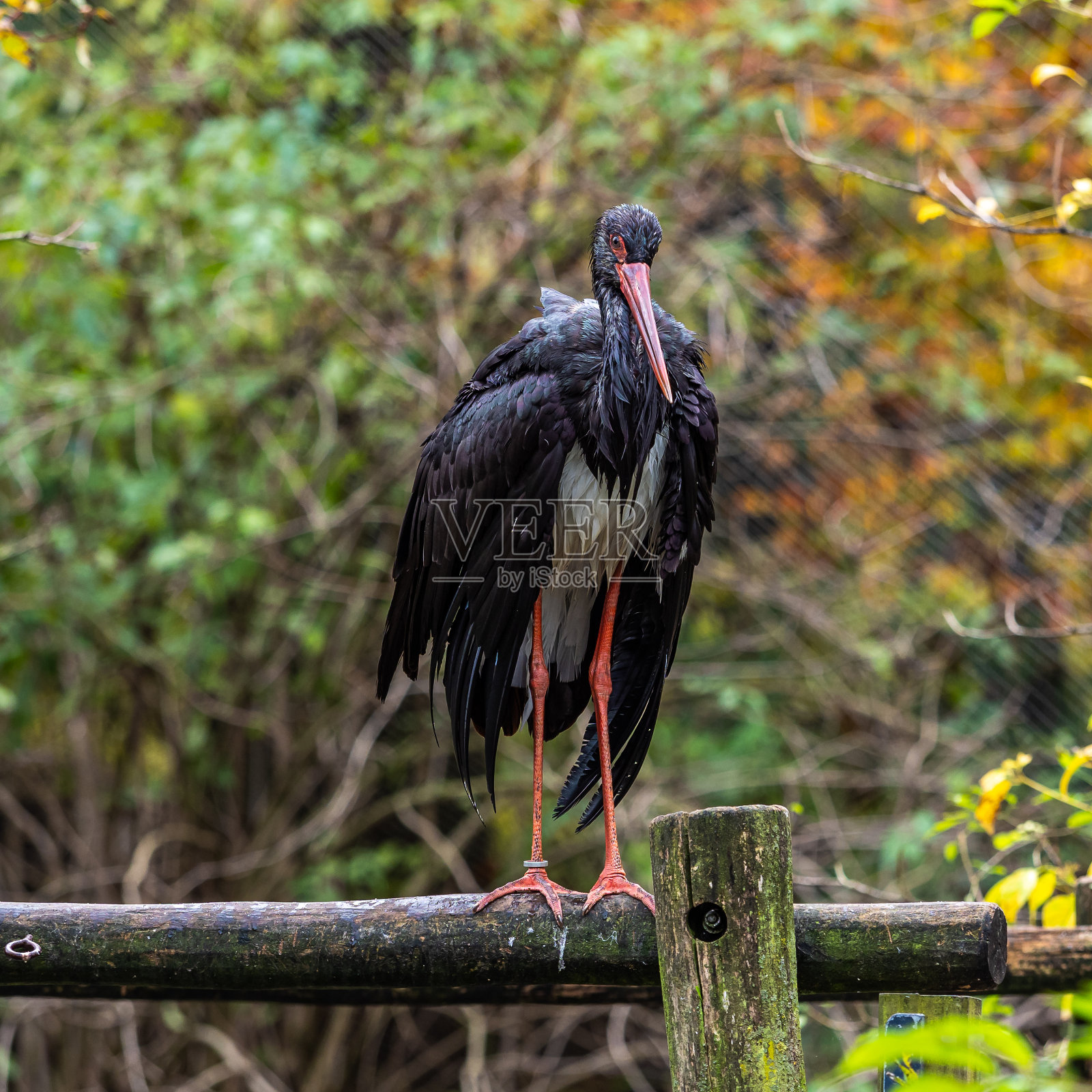 德国自然公园里的黑鹳照片摄影图片