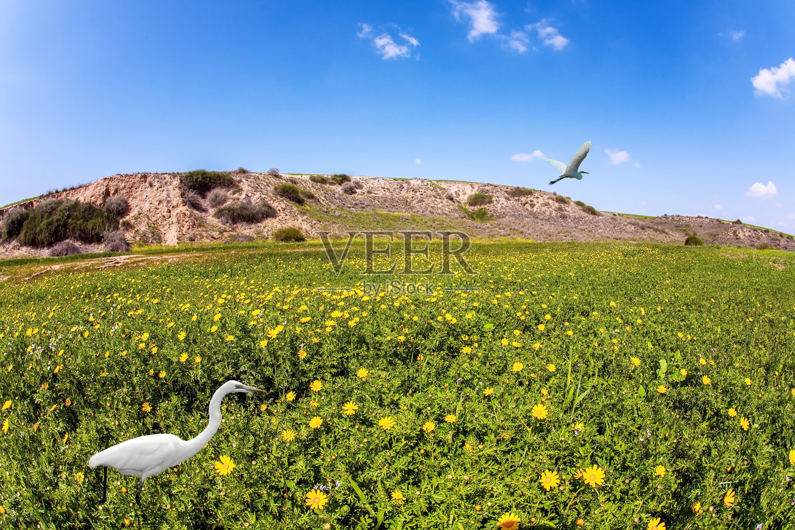 两只苍鹭照片摄影图片