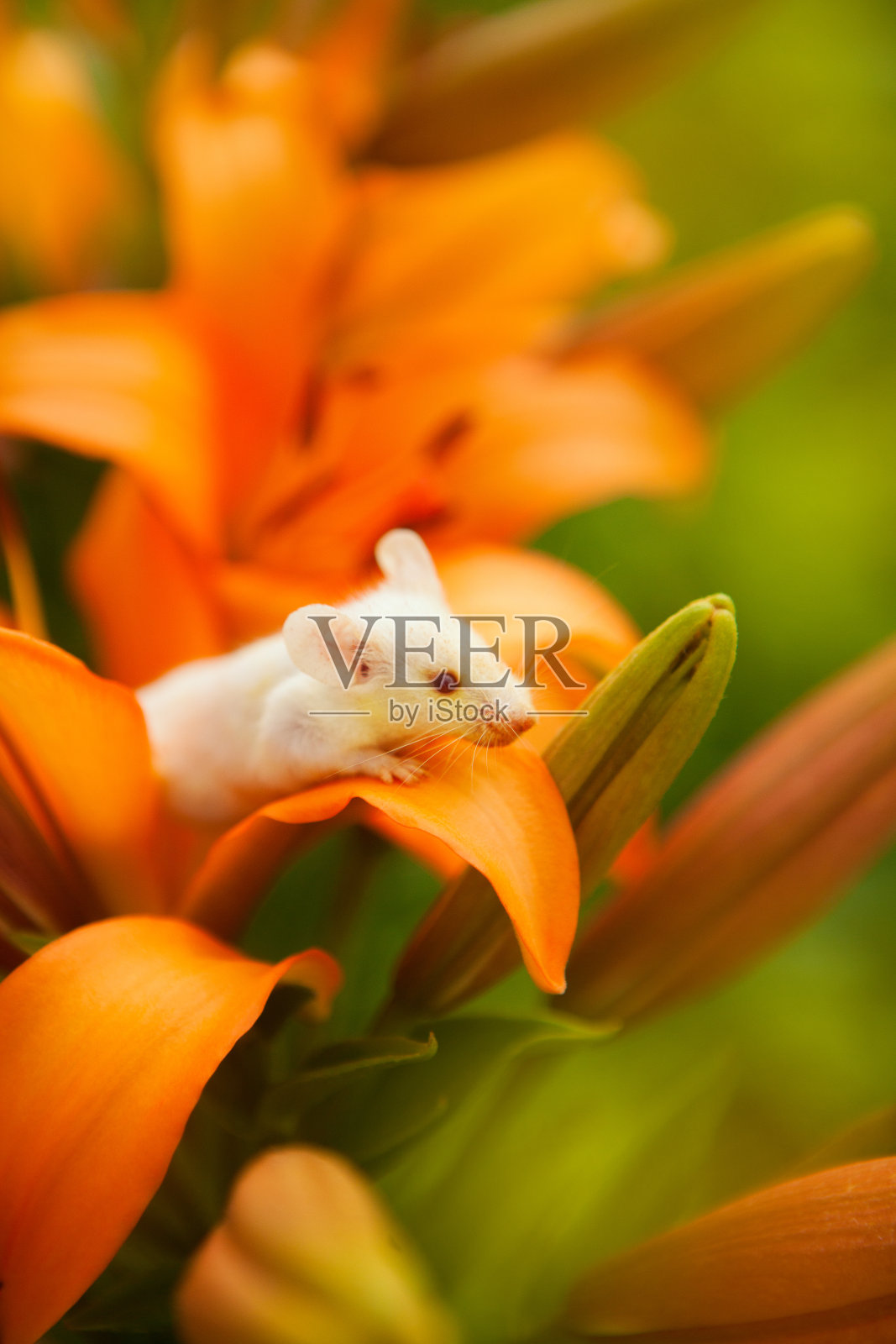 一只小白鼠坐在桔黄色的百合上照片摄影图片