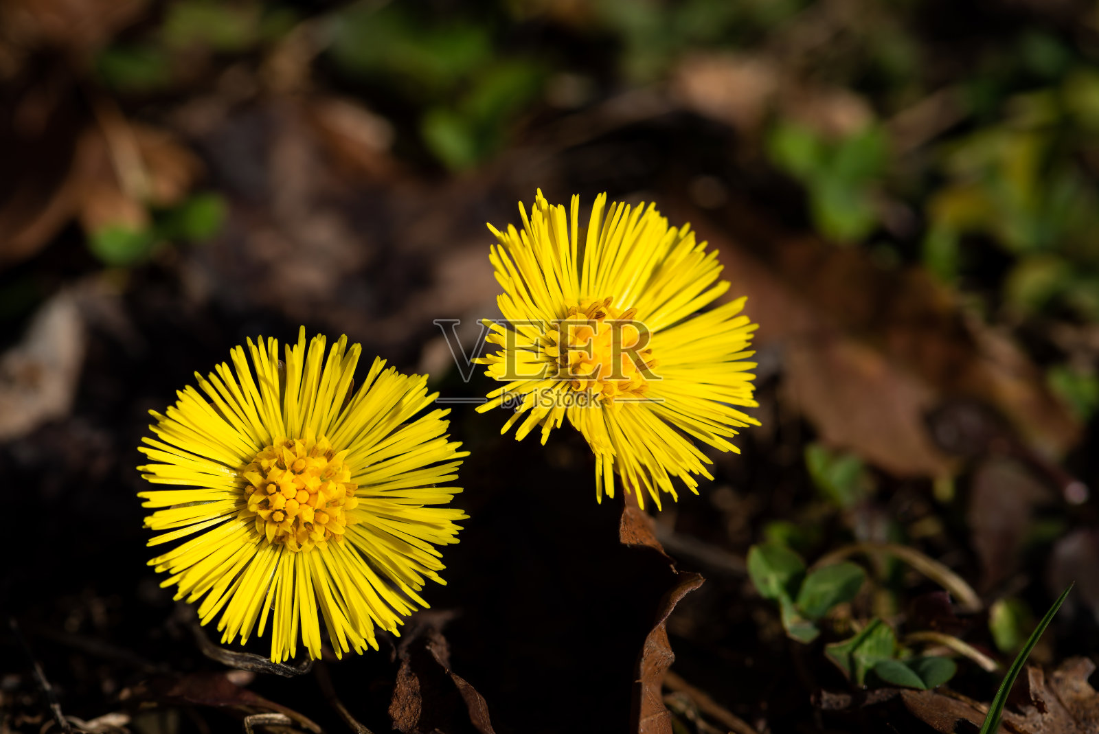 模糊的背景上，两朵黄色的春花照片摄影图片
