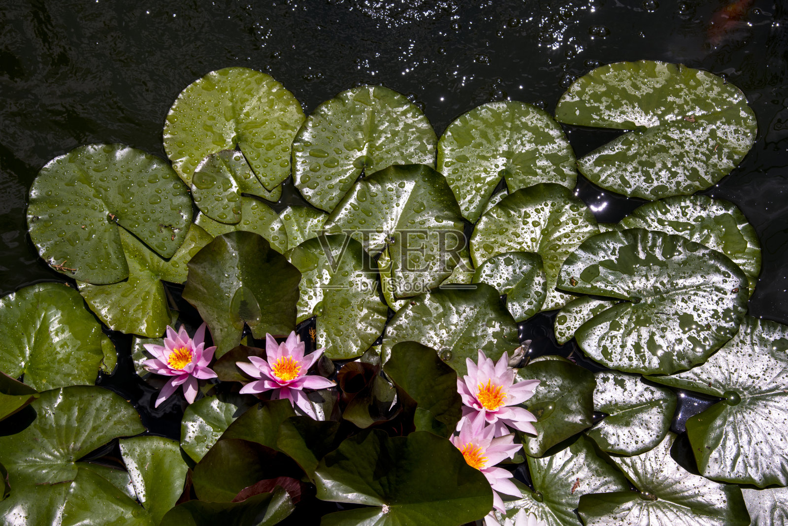 睡莲-布拉格的春天照片摄影图片