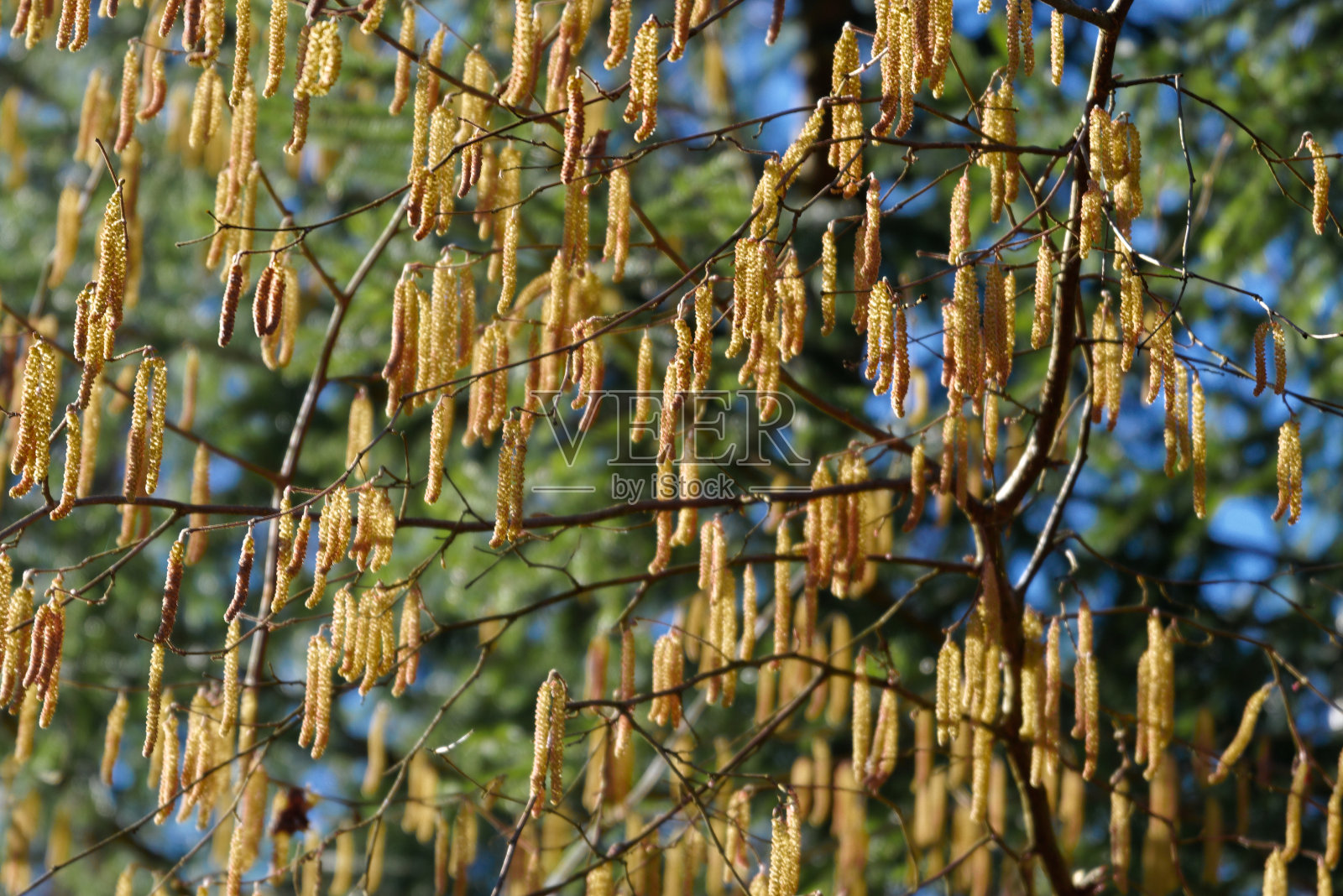 树在春天照片摄影图片