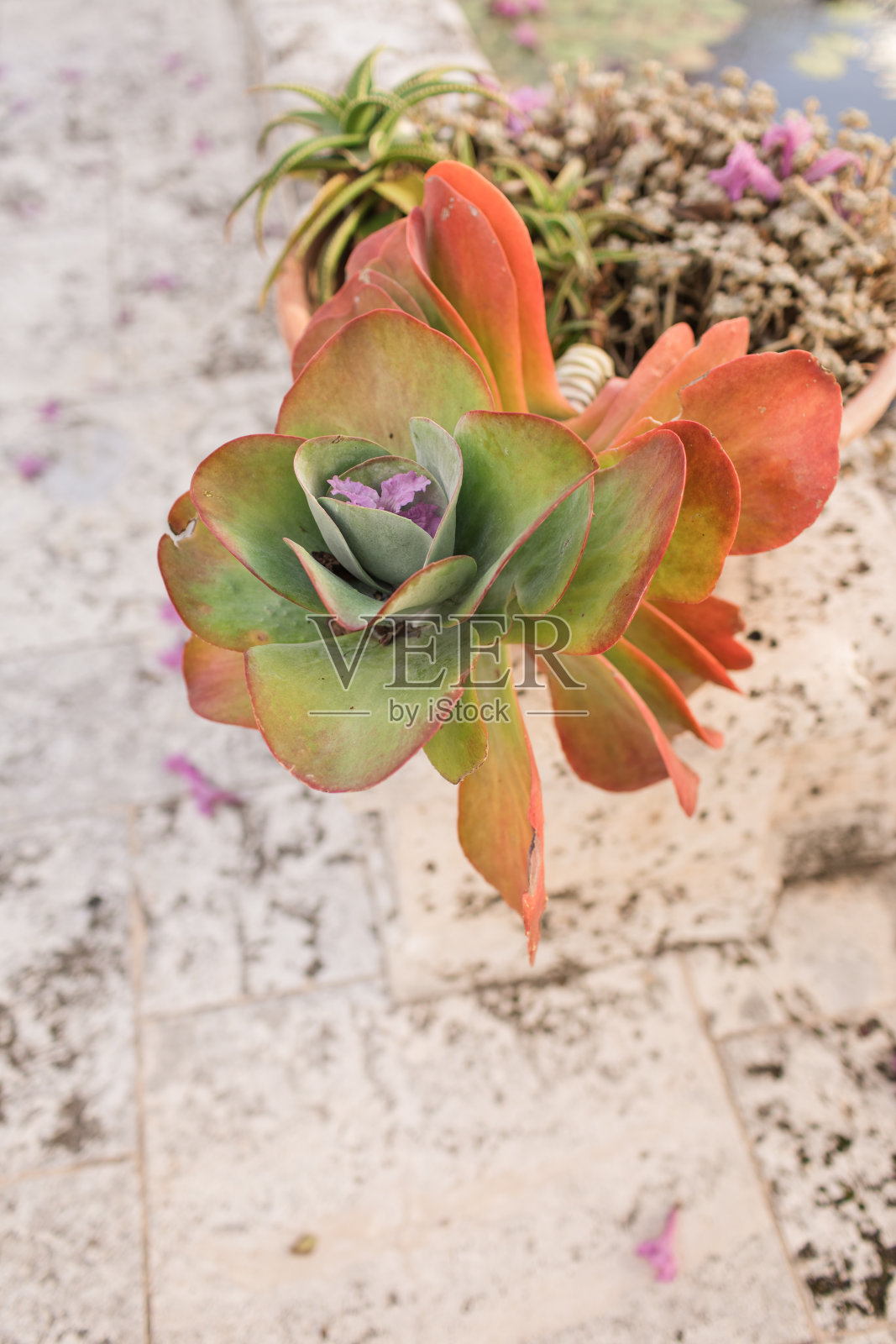 明亮的自然光下的大型彩色肉质植物照片摄影图片