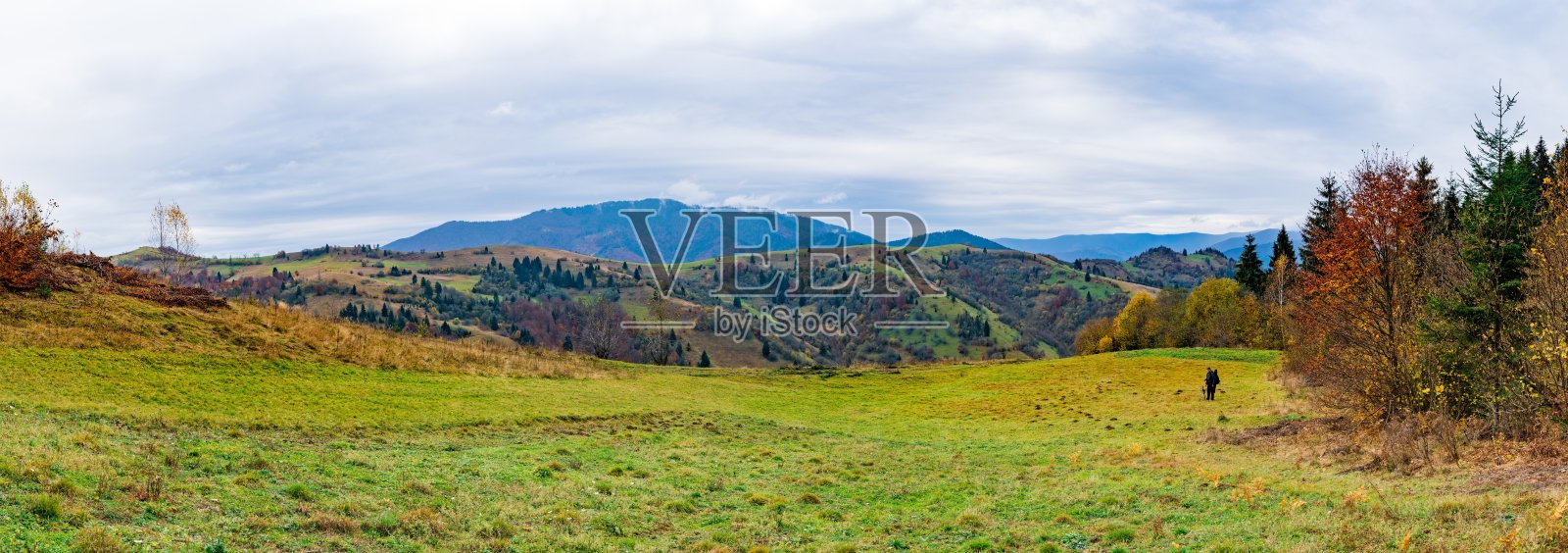 温暖的喀尔巴阡山脉中，五颜六色的森林覆盖着灰色的浓雾照片摄影图片