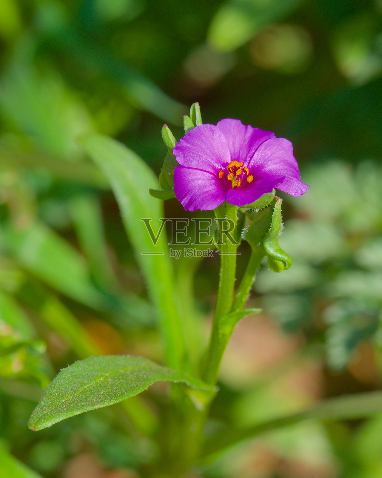 位于智利圣地亚哥附近安第斯山脉低处的科诺诅咒之花。照片摄影图片