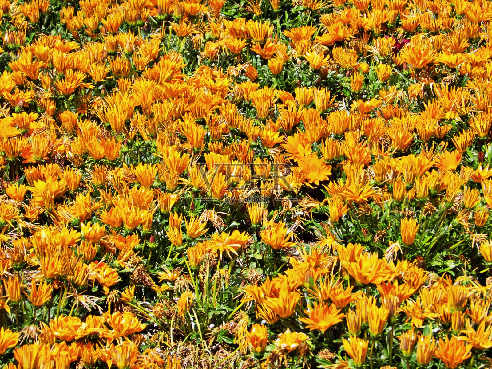 的花照片摄影图片