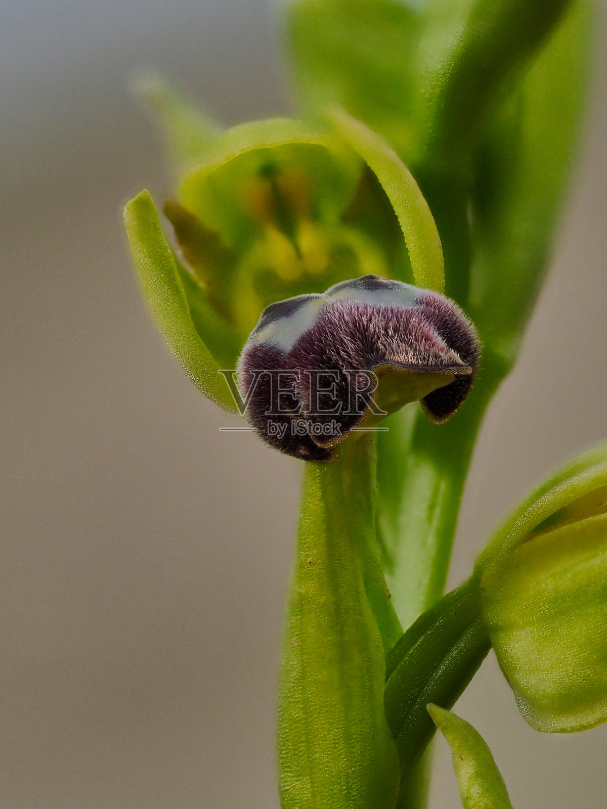 兰花奥弗里斯迪里斯迈尔照片摄影图片