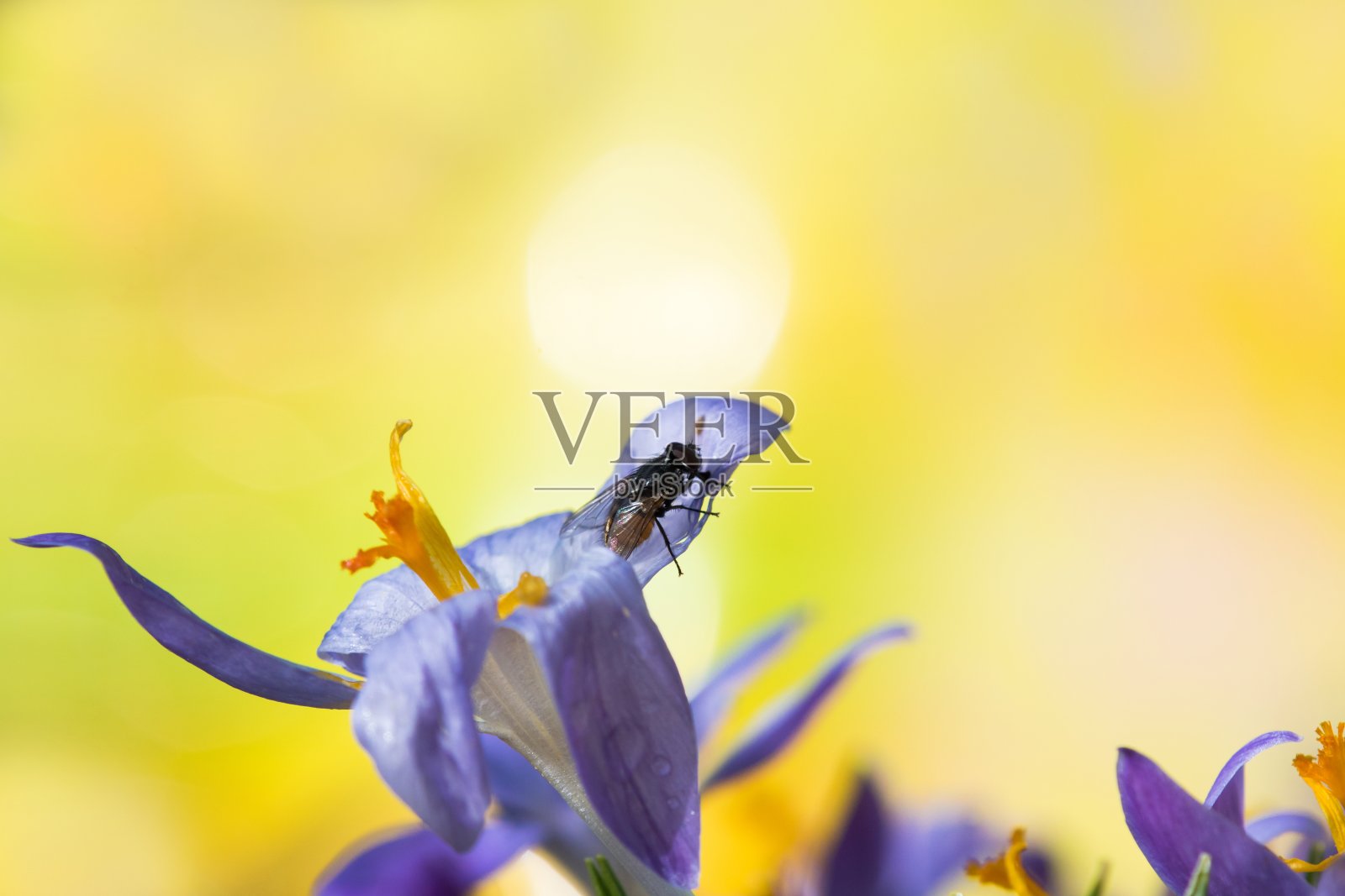 飞舞在番红花上的苍蝇照片摄影图片