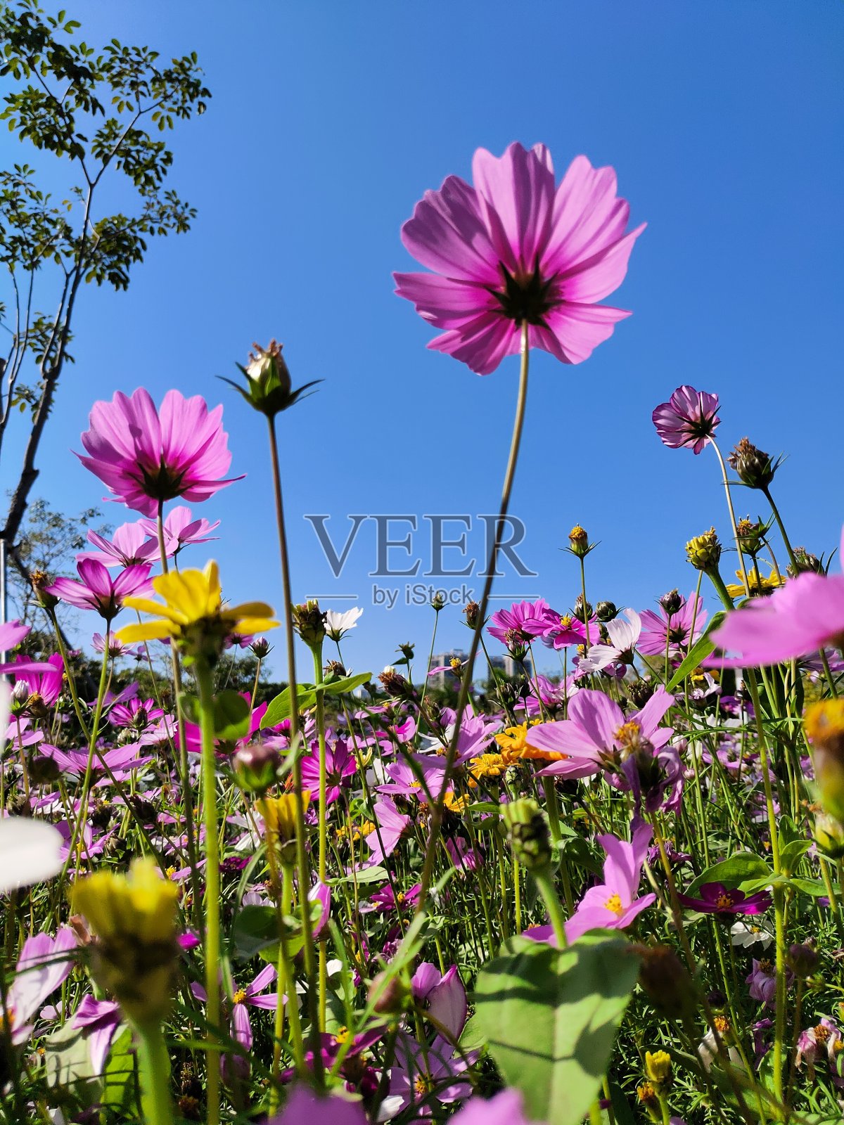 波斯菊领域照片摄影图片