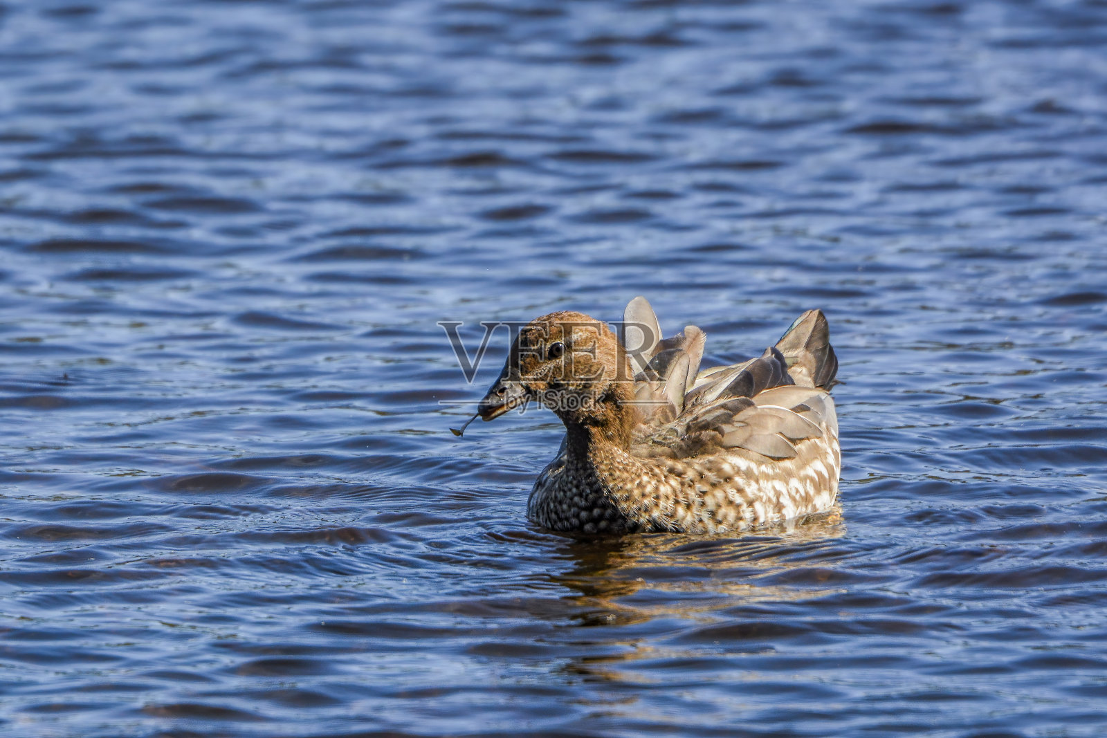 澳大利亚木鸭(朱巴塔)照片摄影图片