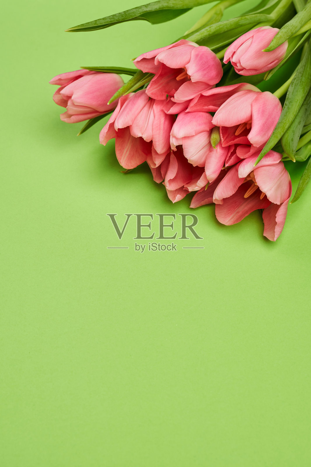 淡绿色背景上的粉红色郁金香花束照片摄影图片