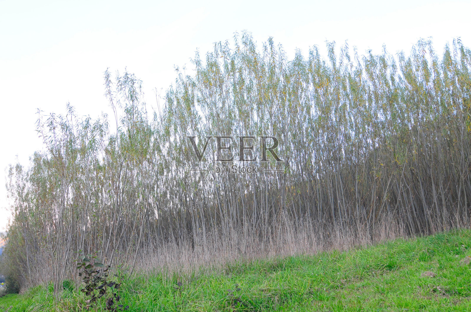 用作能源木材的白杨树照片摄影图片