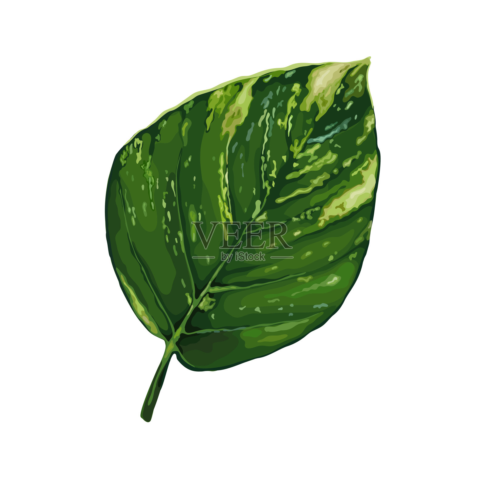 在白色背景上孤立的热带昙花的叶插画图片素材