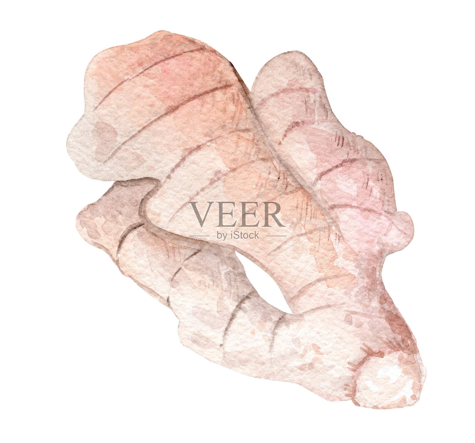 水彩生姜根上孤立的白色背景插画图片素材