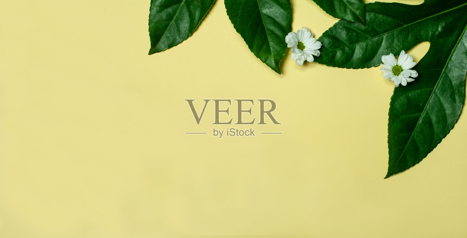 白色的花和绿色的叶子照片摄影图片