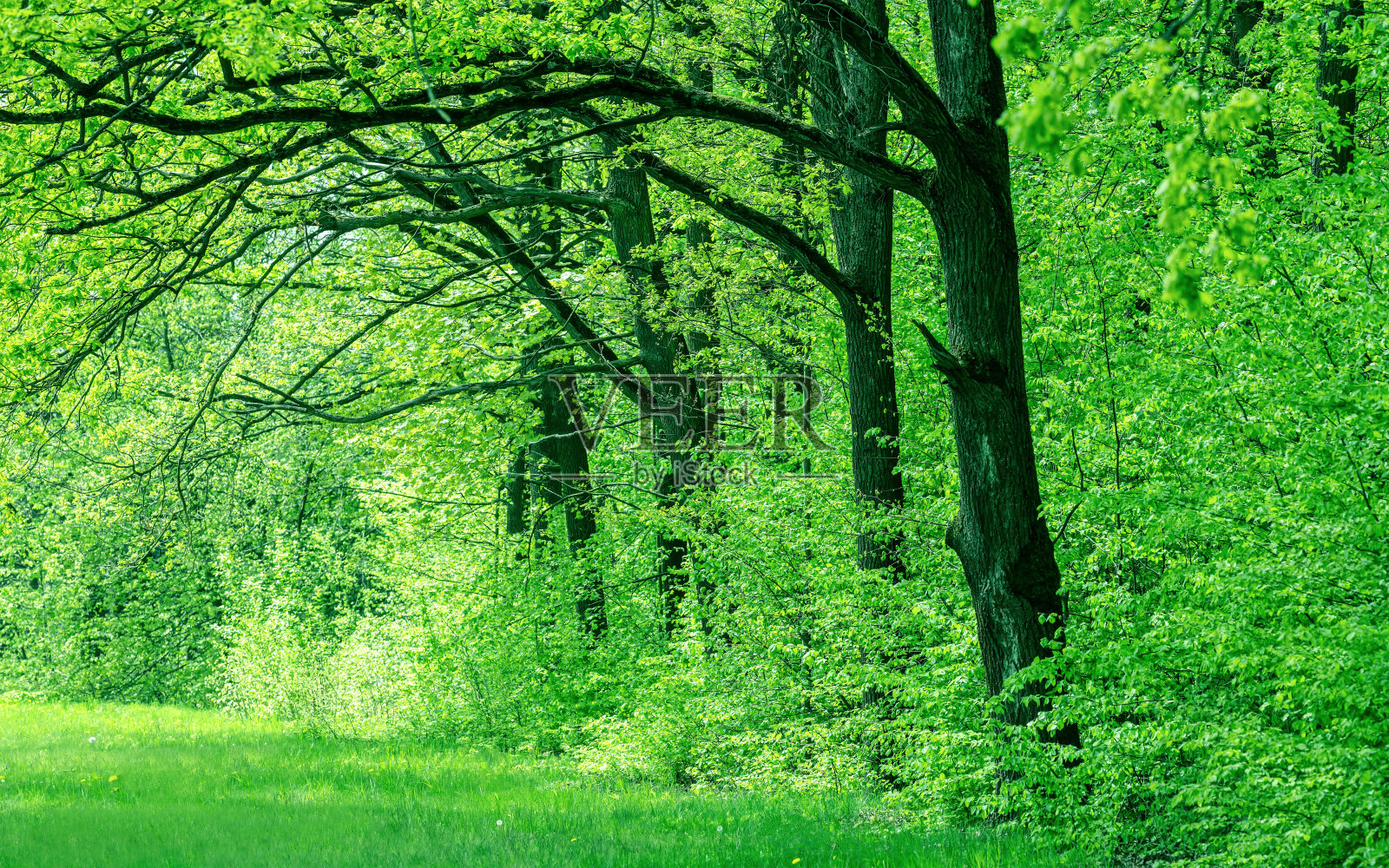 老山毛榉和新鲜的绿叶。美丽的春园景观照片摄影图片