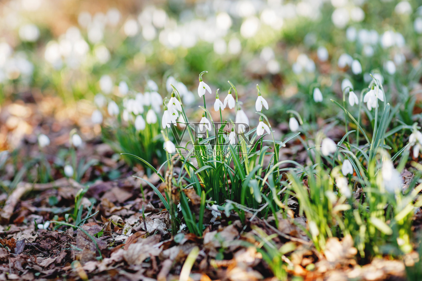 阳光明媚的春日，森林里盛开的雪花莲。很多雪花莲，花草地。美丽的春天。照片摄影图片