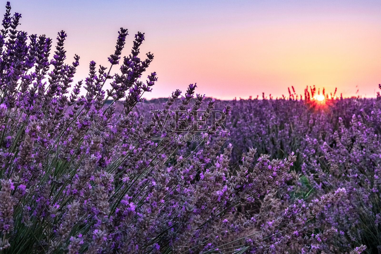 日出时薰衣草田开花照片摄影图片