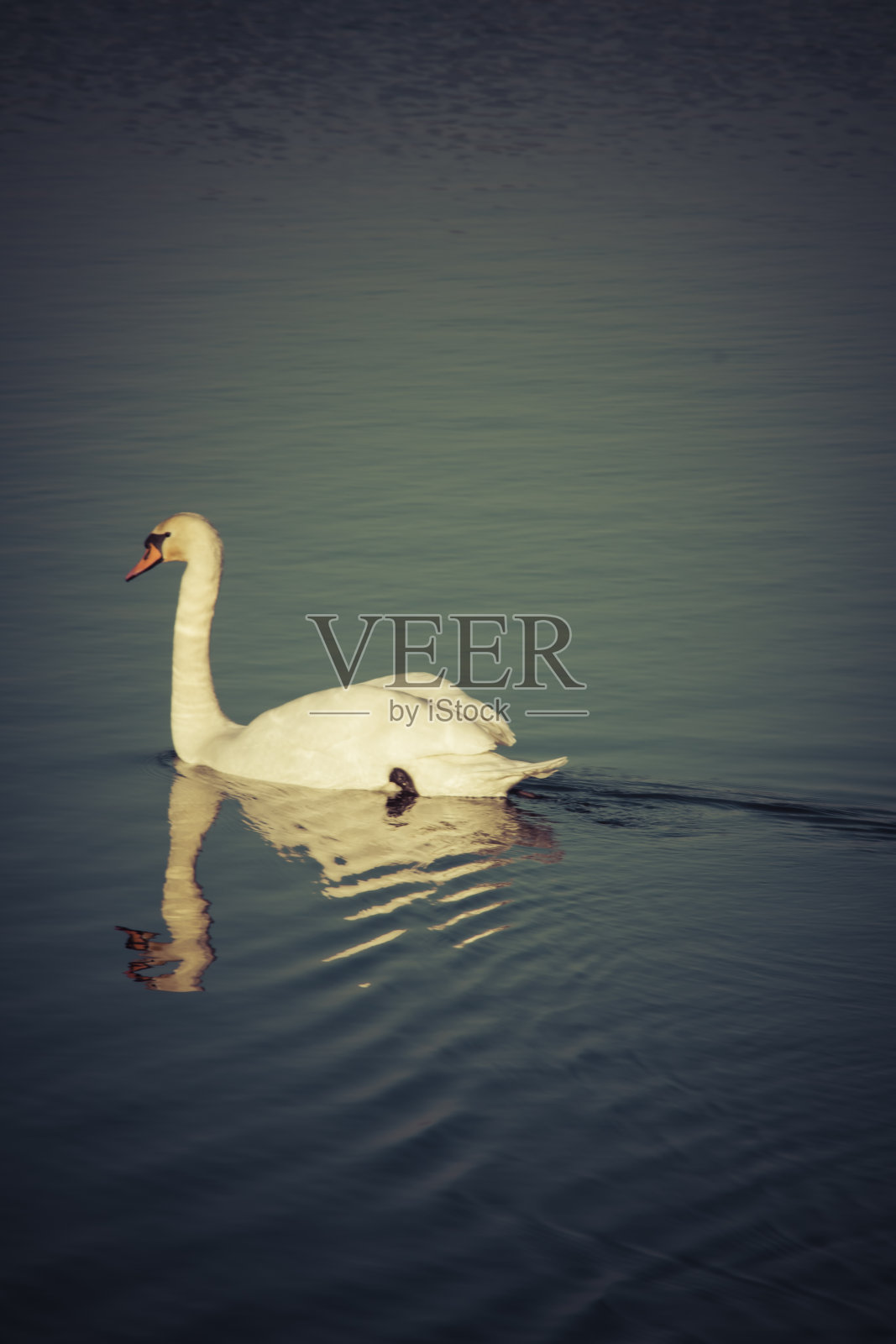 优雅的白天鹅照片摄影图片