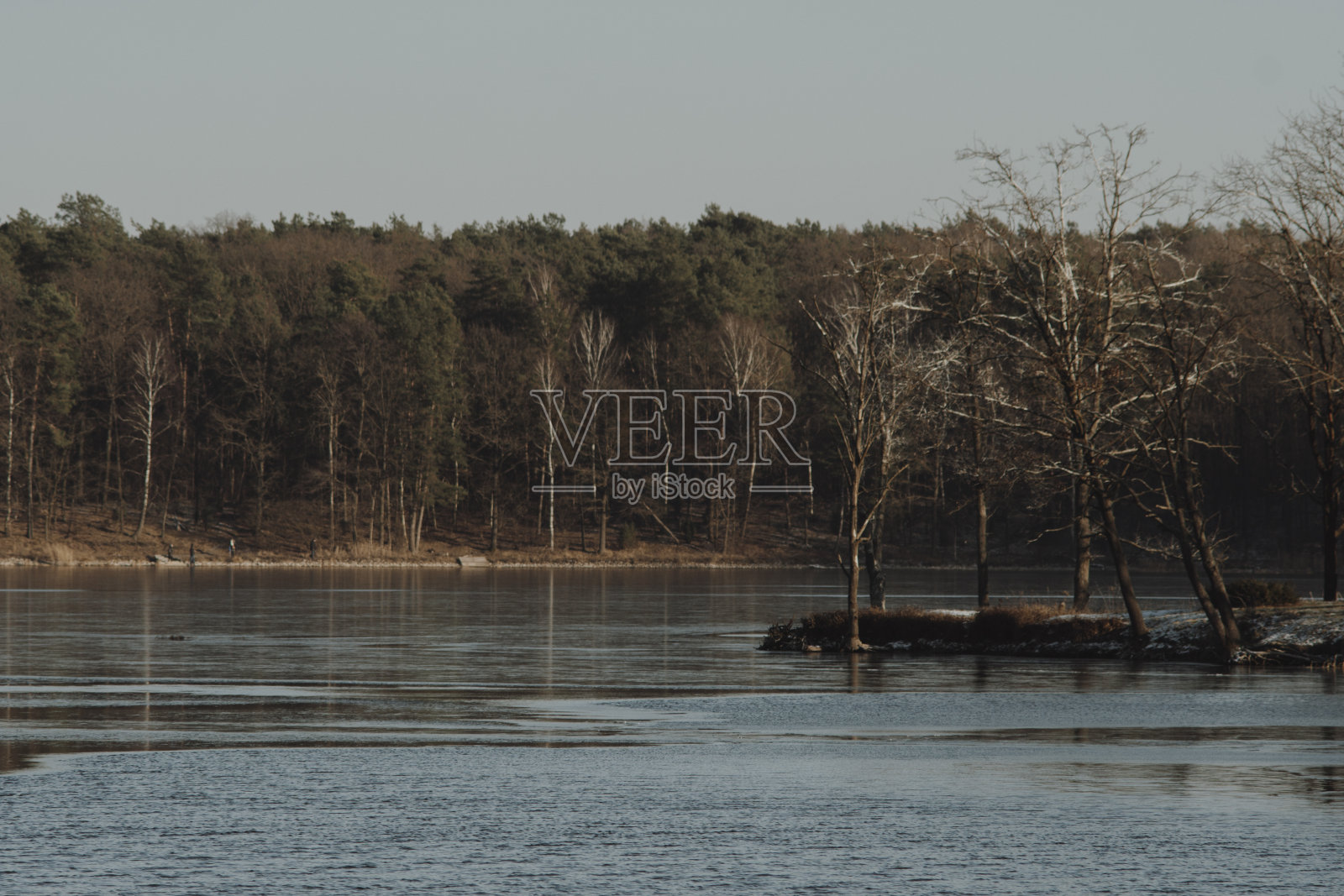 部分被冰覆盖的湖岸的森林照片摄影图片