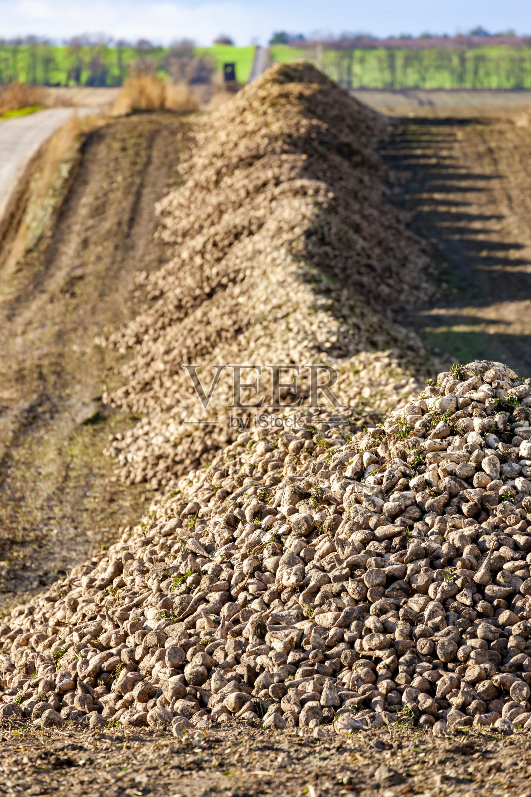 在捷克共和国南部摩拉维亚的雅罗斯拉夫斯附近种植甜菜照片摄影图片