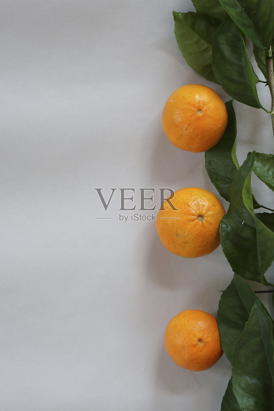 在灰色的纸背景上，以小柑橘、柑橘和绿叶小枝作为春天的装饰。照片摄影图片