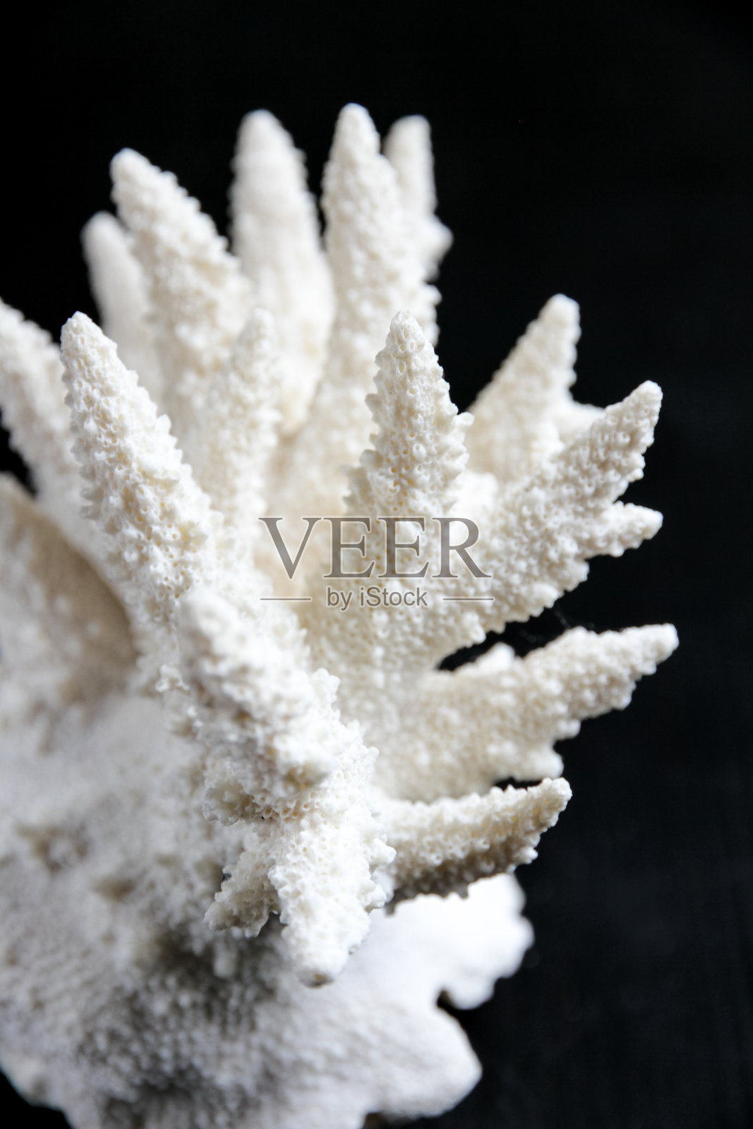 干珊瑚枝在黑色背景上照片摄影图片