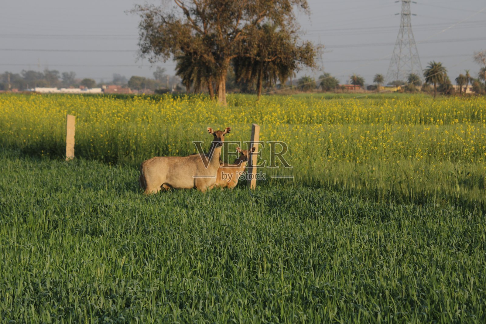 尼尔盖照片摄影图片