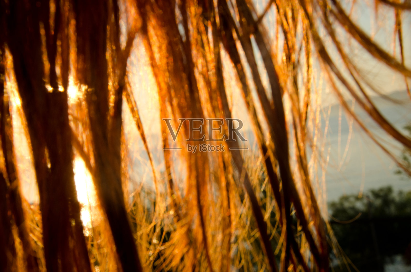 夕阳下的头发1照片摄影图片