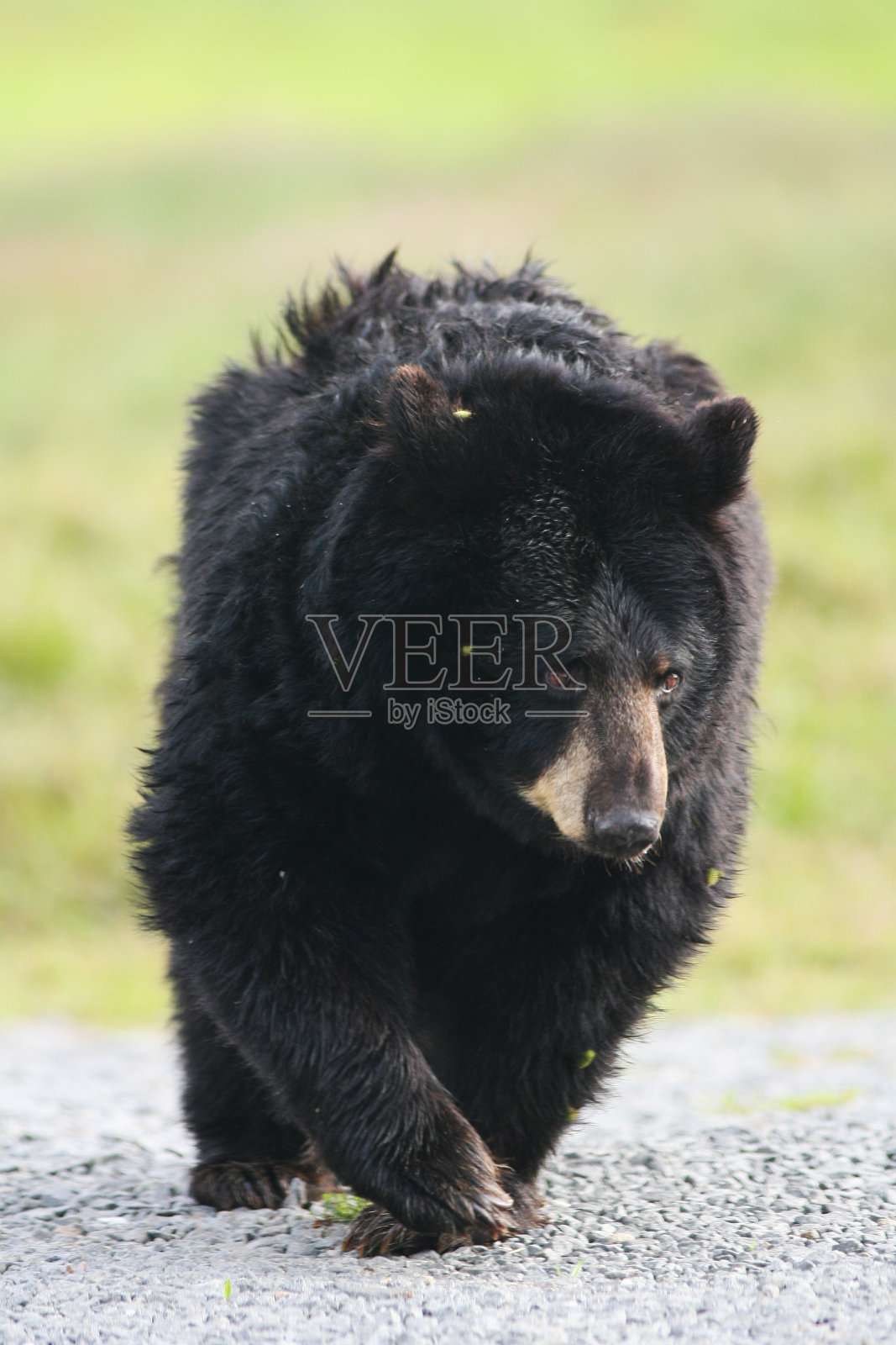 黑熊照片摄影图片