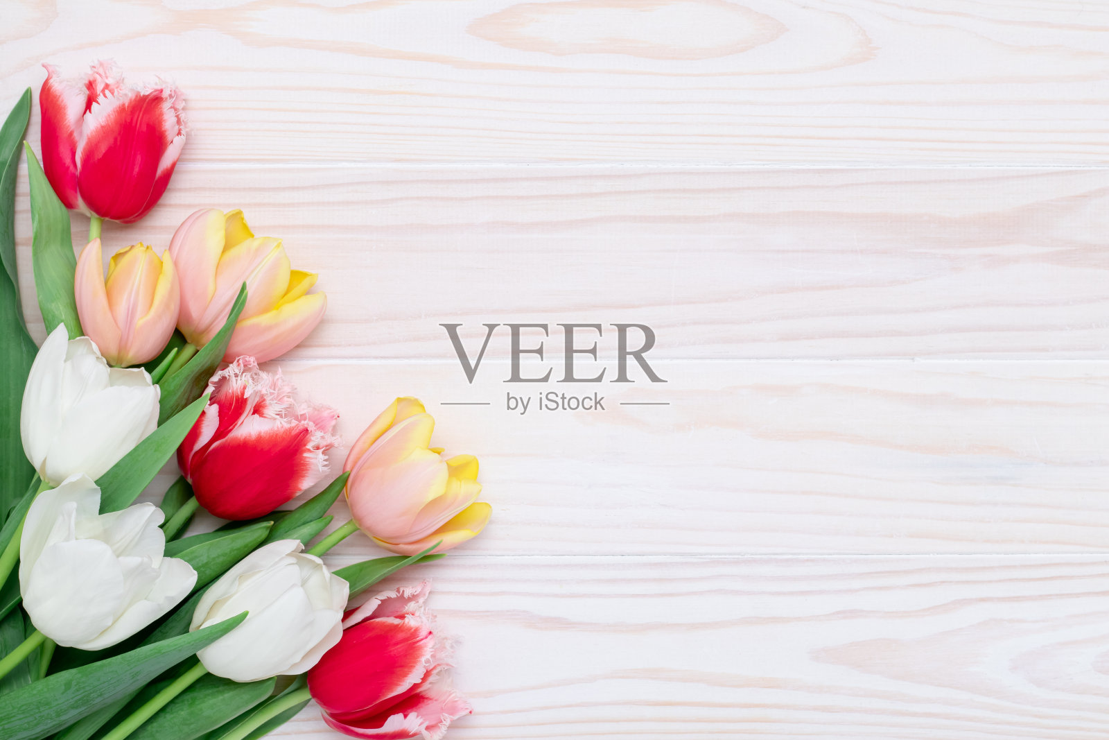 生日快乐边框，郁金香花束在白色木制背景，鲜花贺卡，彩色节日模板与复制空间。春庆布置鲜花，漂亮的模型。照片摄影图片