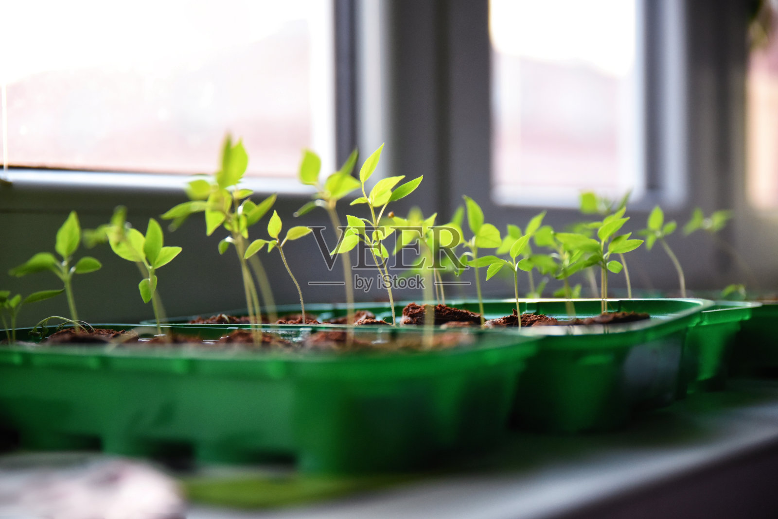 在家种辣椒。辣椒种子。春季室内种植。辣椒植物。照片摄影图片