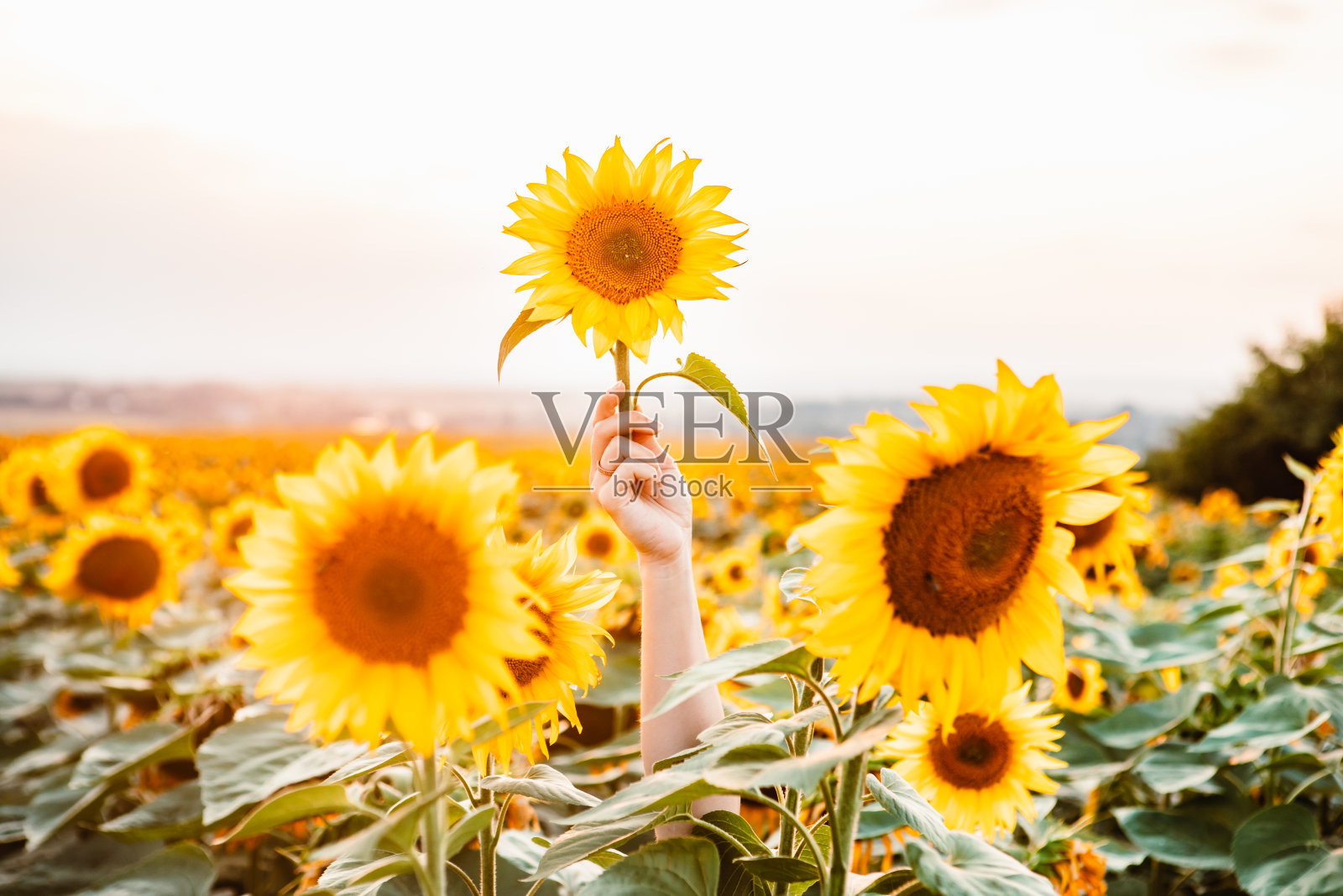女人手伸着花站在向日葵地里照片摄影图片