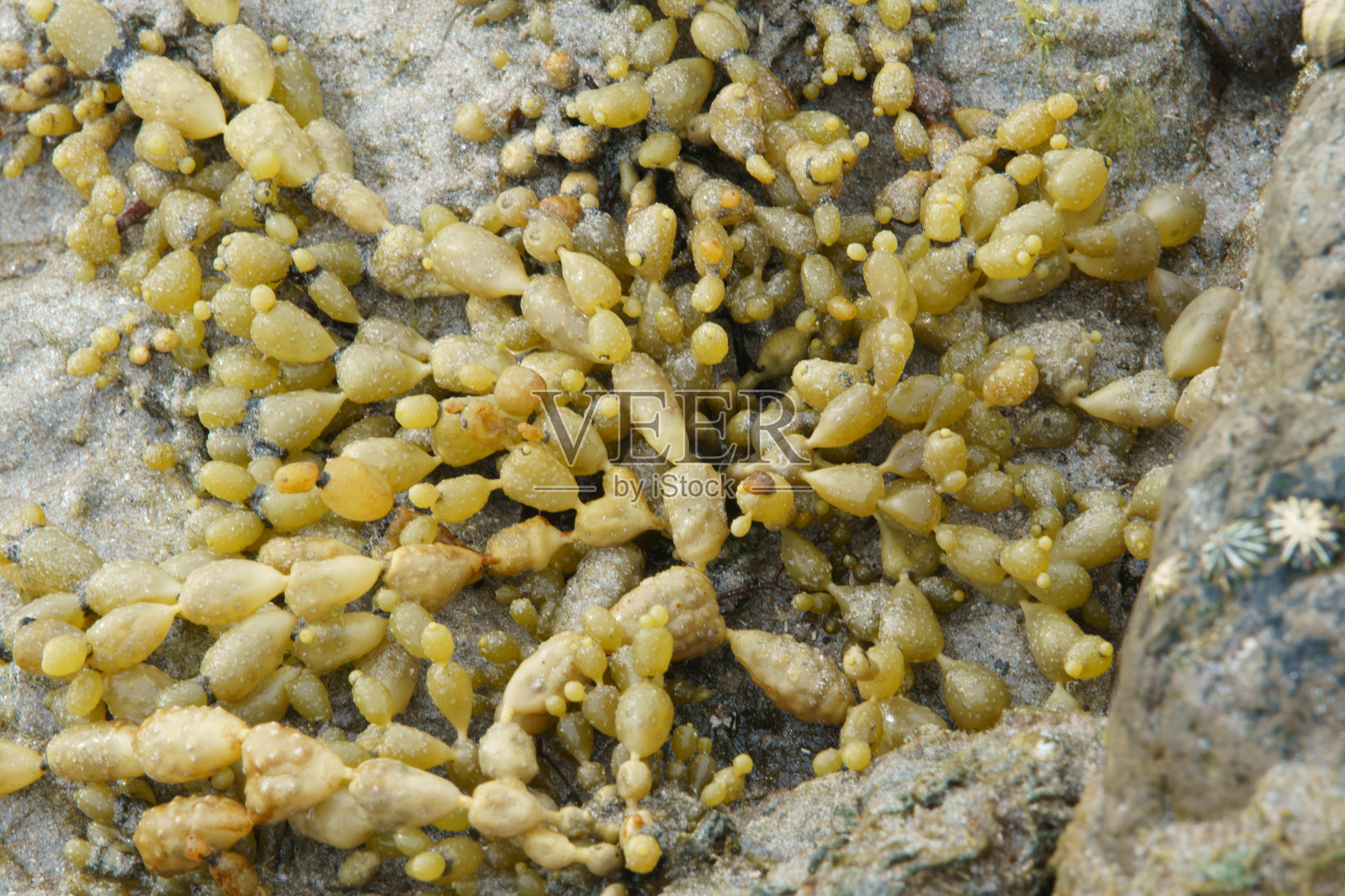 维多利亚弗林德斯湾的岩石池塘和海岸生物照片摄影图片