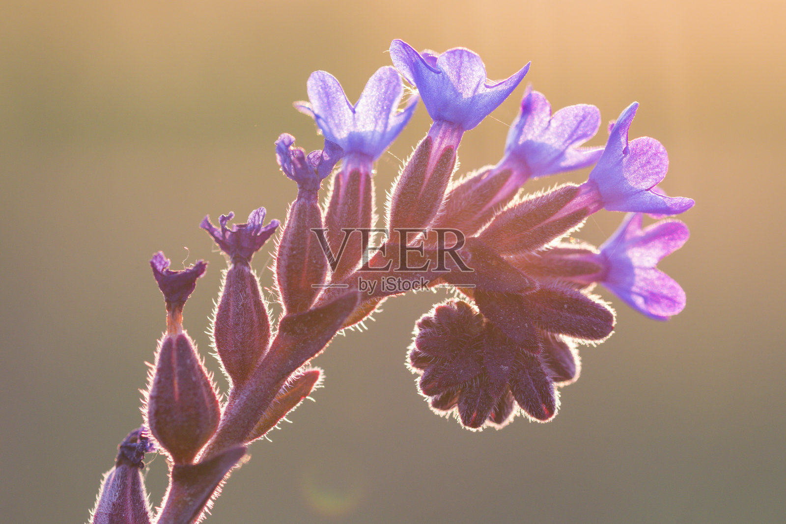 紫花的背光照片摄影图片
