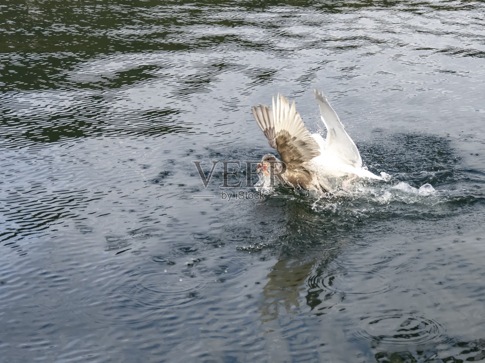 海鸥在印度臂照片摄影图片