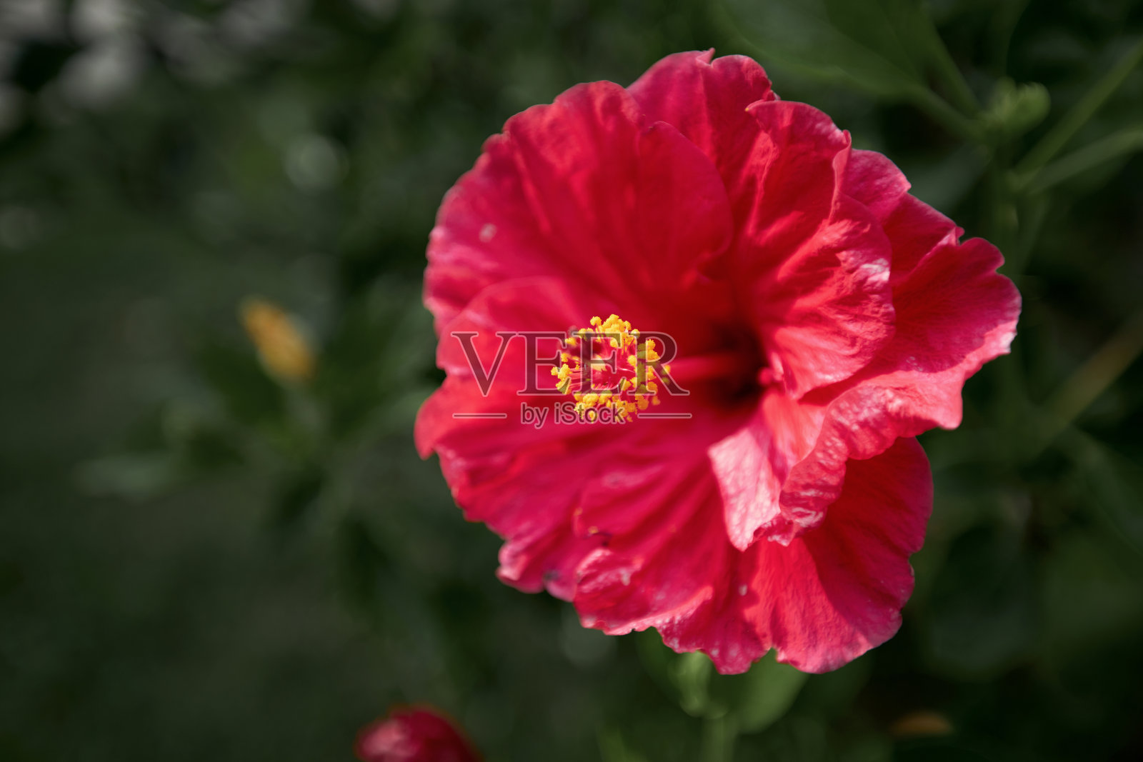 红色木槿花的亮黄色雄蕊的特写。一朵盛开的花照片摄影图片