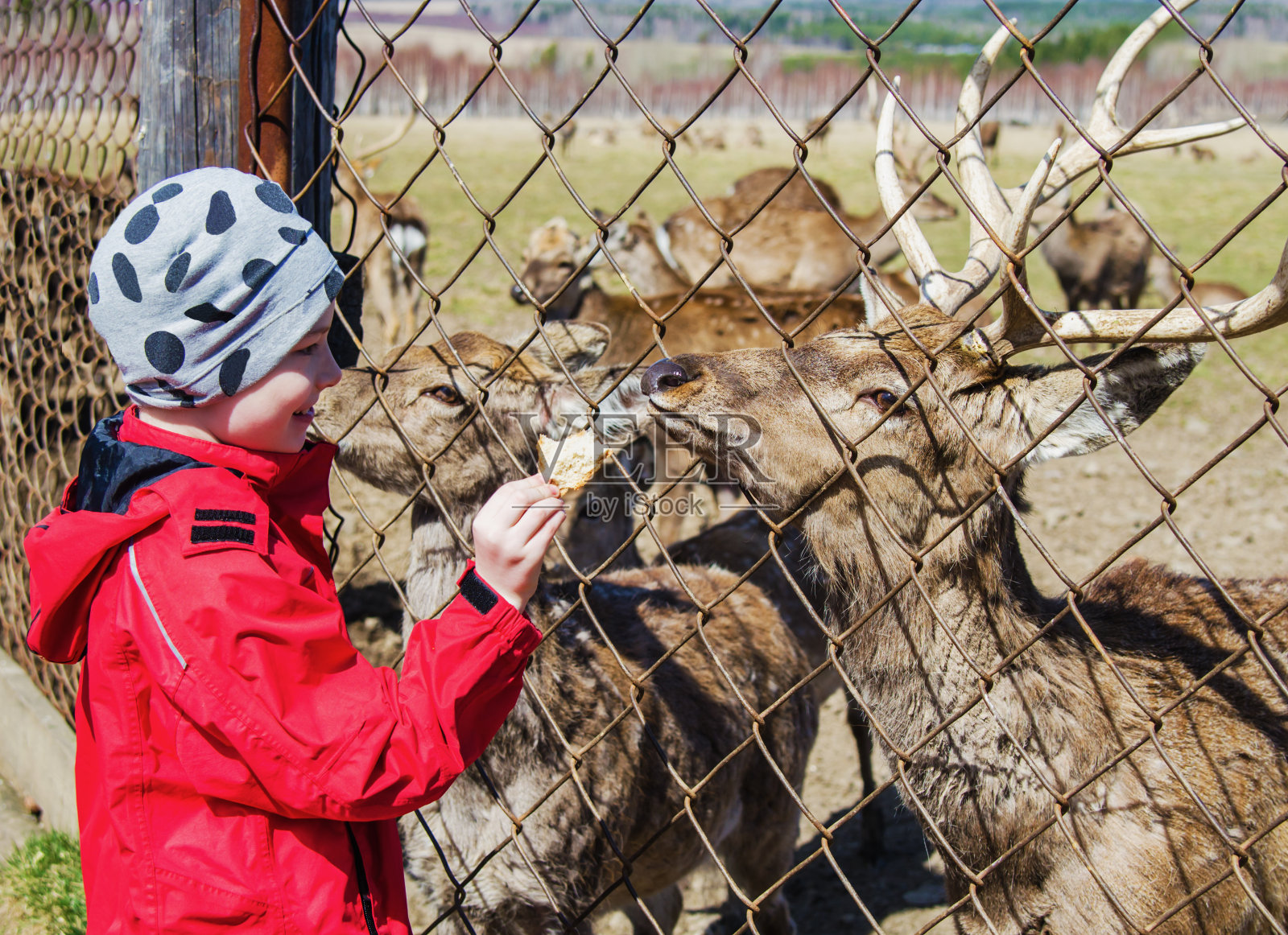 鹿场里的孩子们照片摄影图片