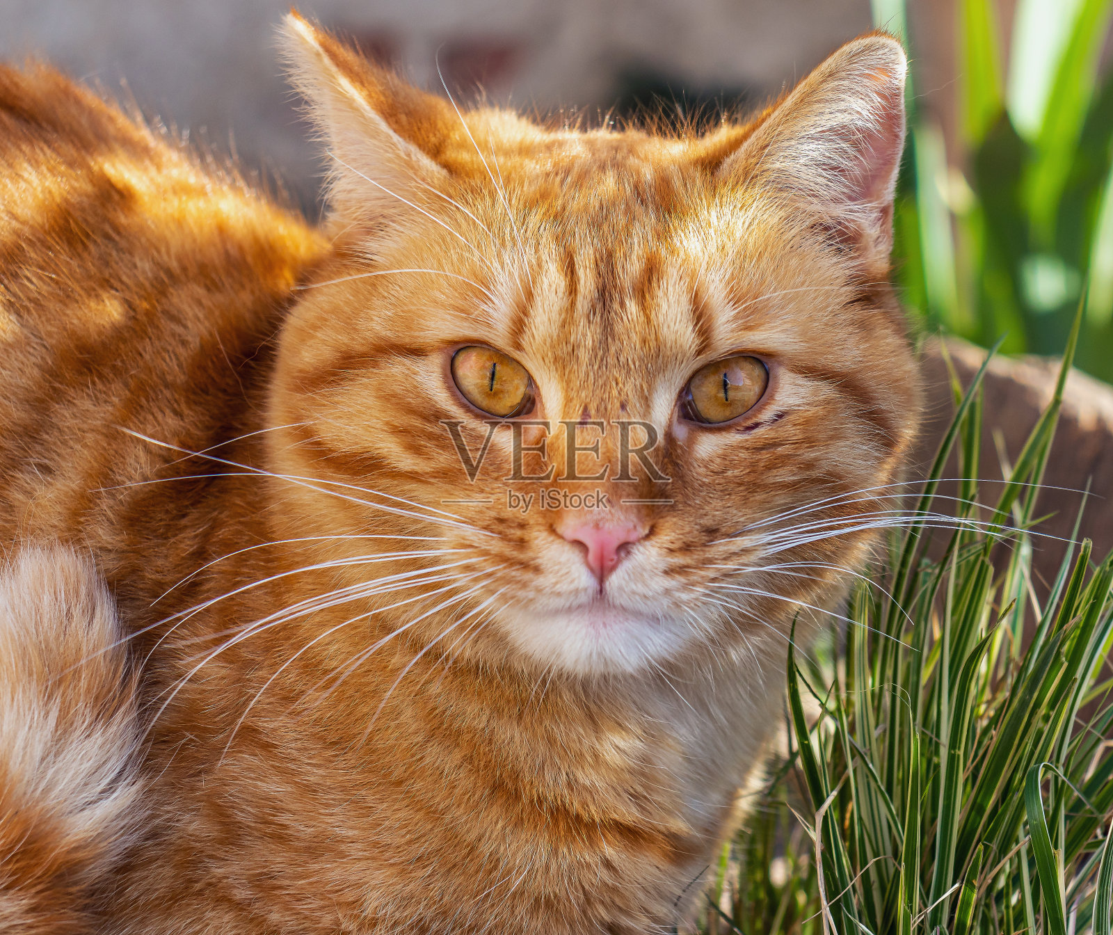 姜猫肖像照片摄影图片