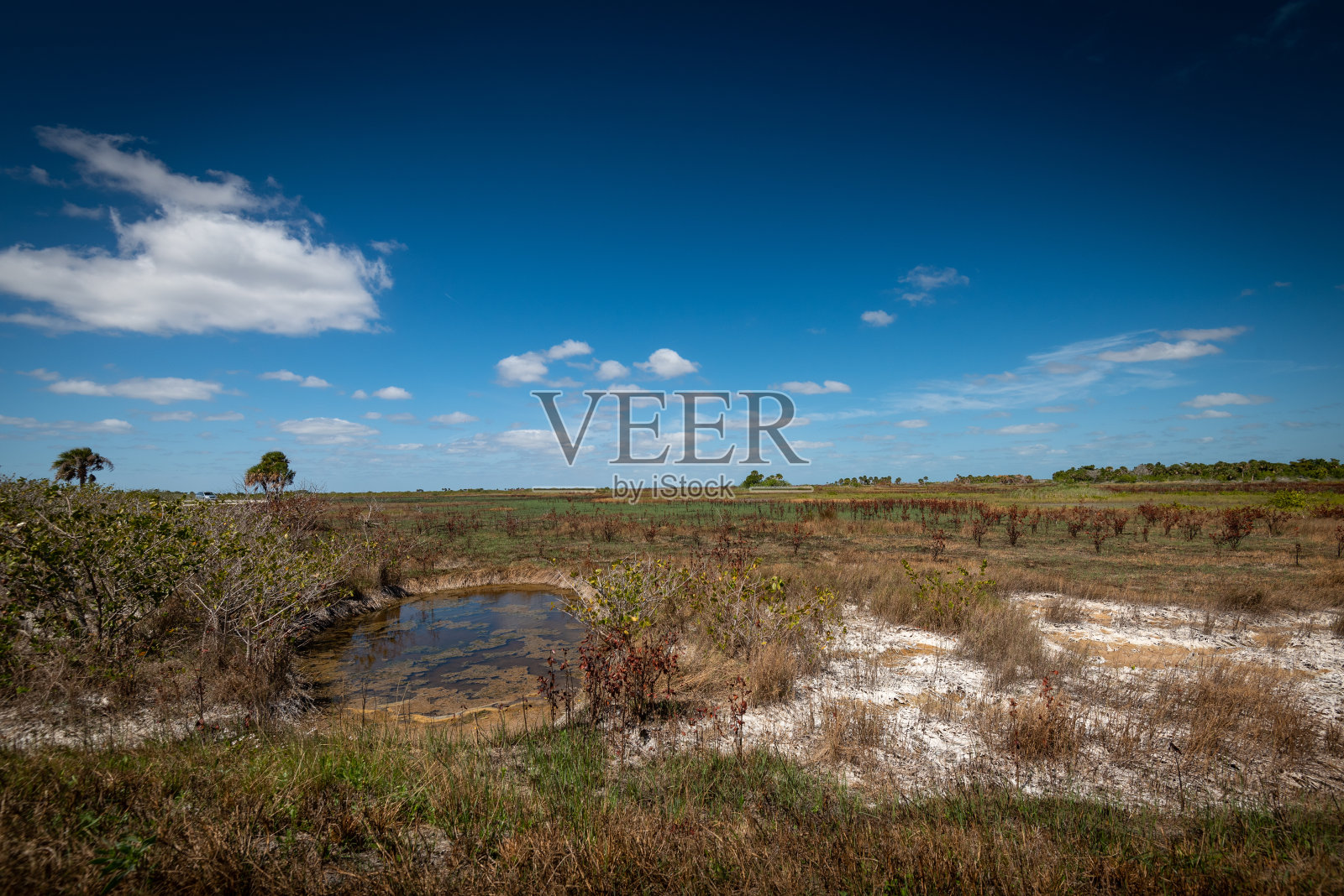 美丽而自然的佛罗里达公园照片摄影图片