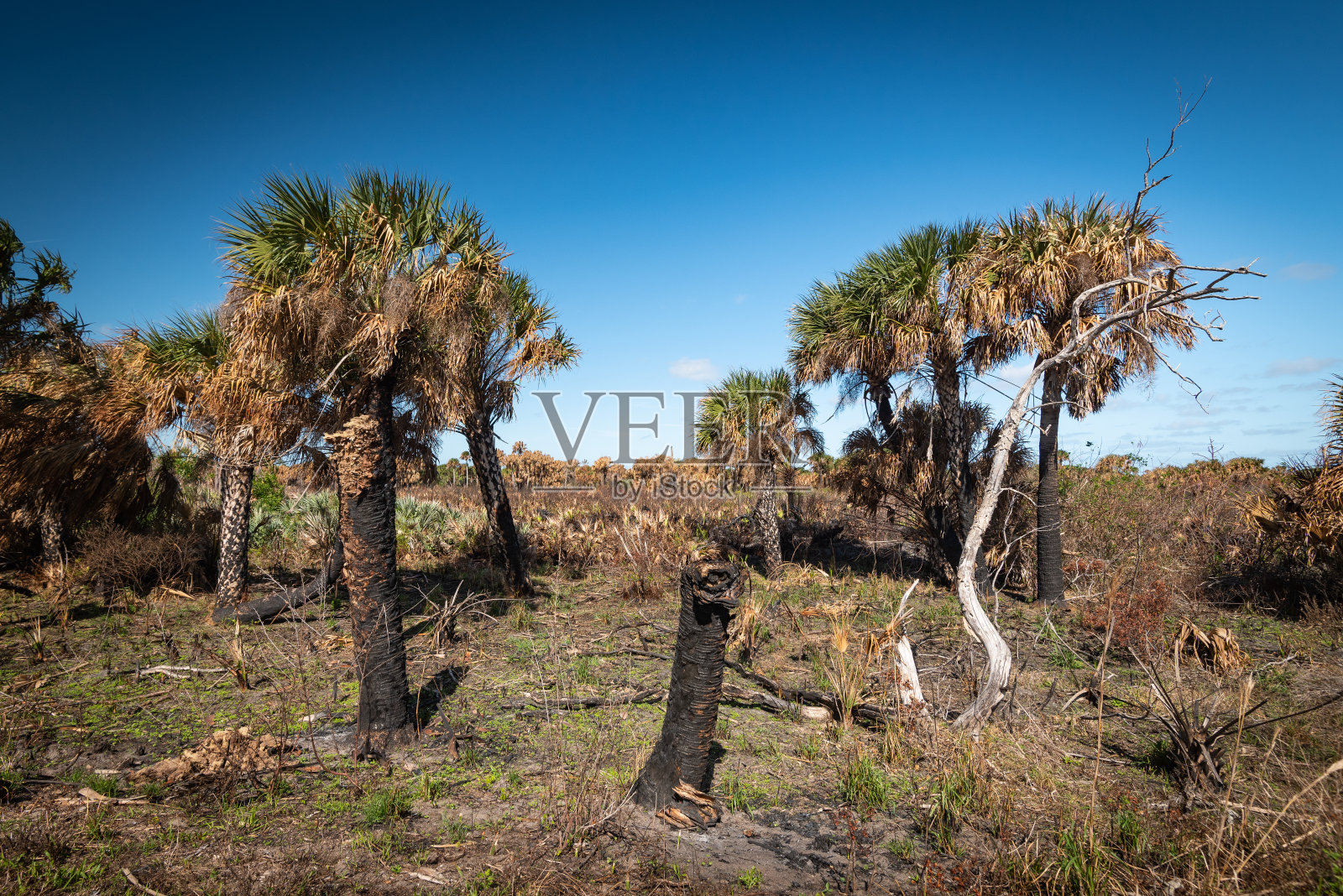 公园里被烧的树照片摄影图片