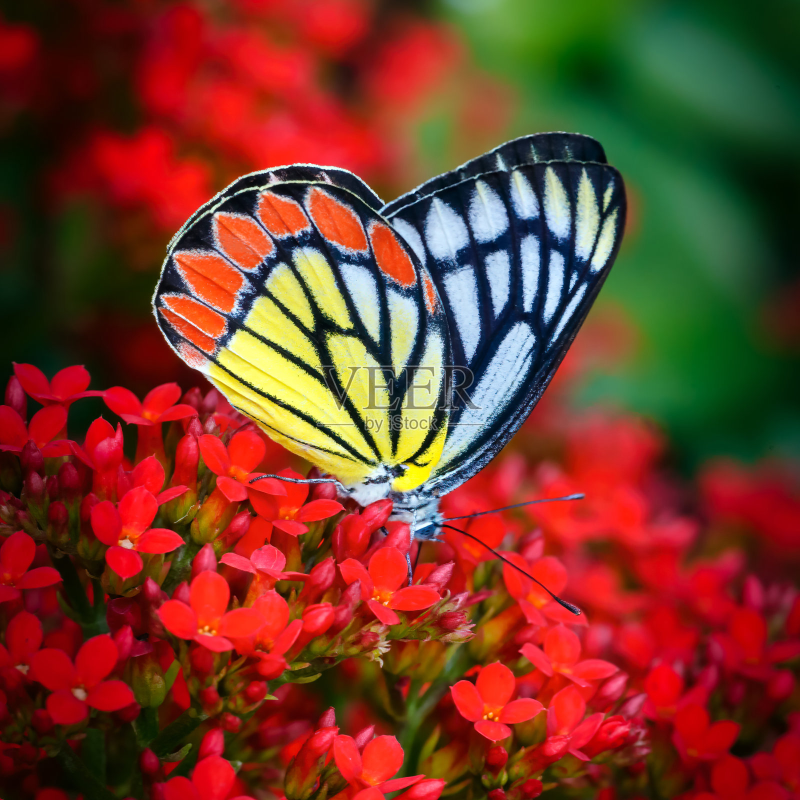 蝴蝶Jezebel或Delias eucharis在红色kal鳀花与暗红绿色模糊的背景照片摄影图片